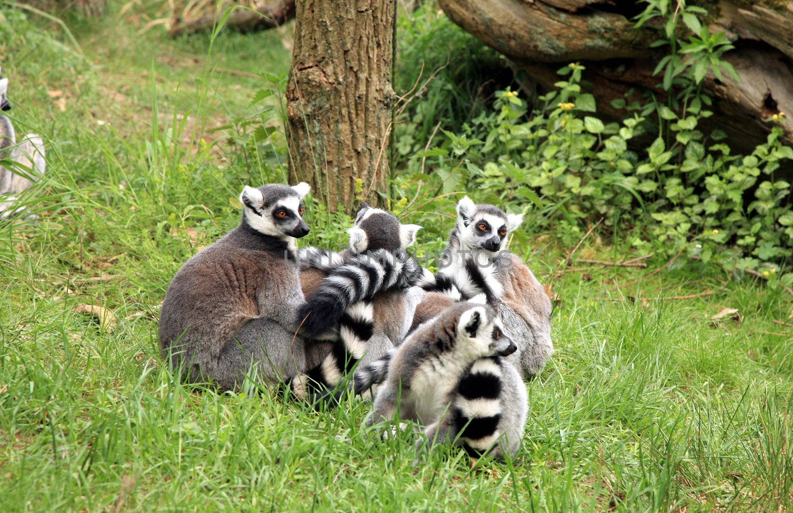 A ring-tailed lemur family is enjoying the sun. Familly of lemurs.