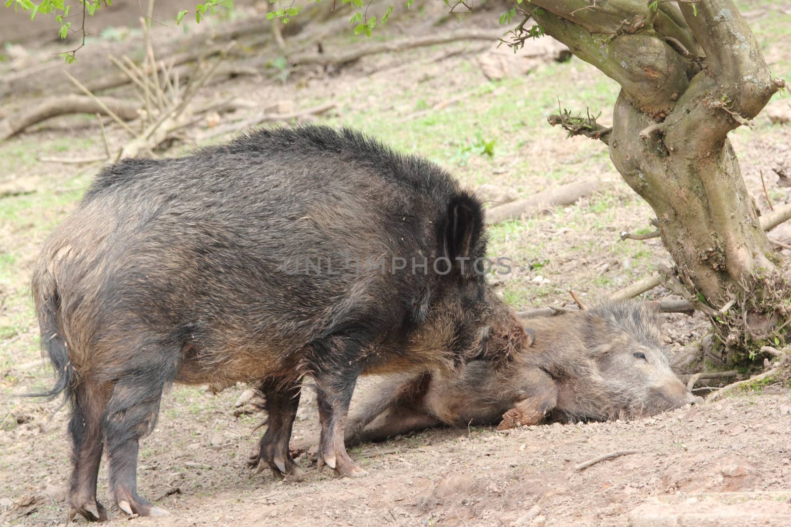 wild boar scratching its childs stomach