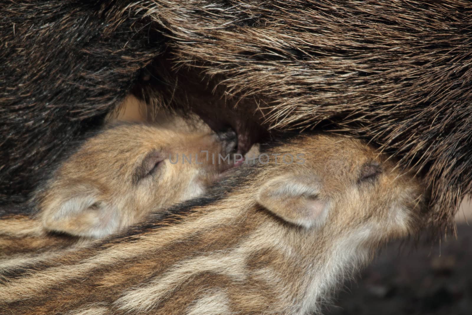 young wild boars by derausdo