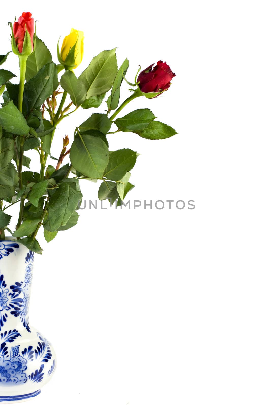 beautiful tulips in a vase
