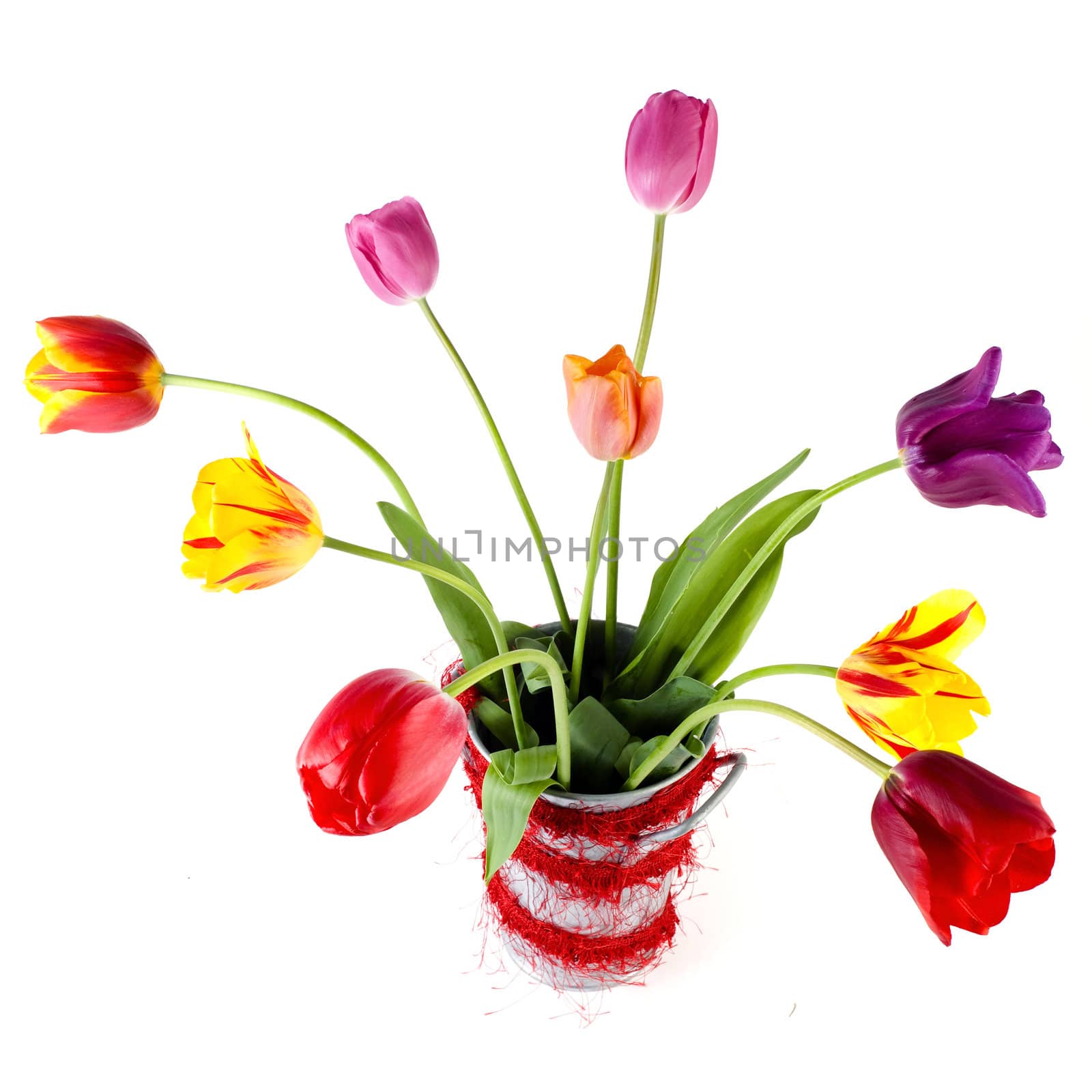 beautiful tulips in a vase