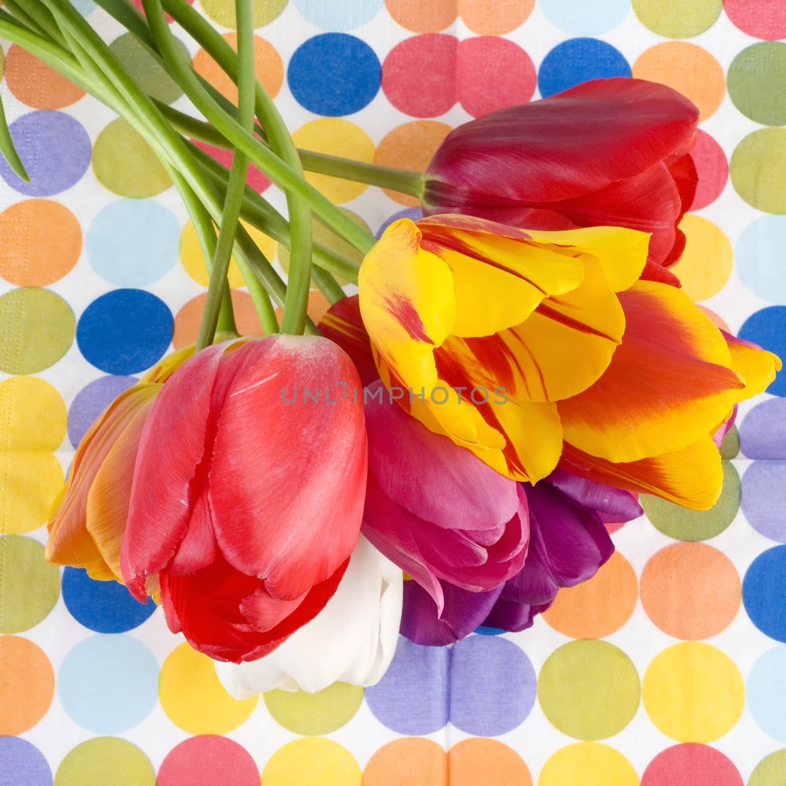 beautiful tulips on a dotted background
