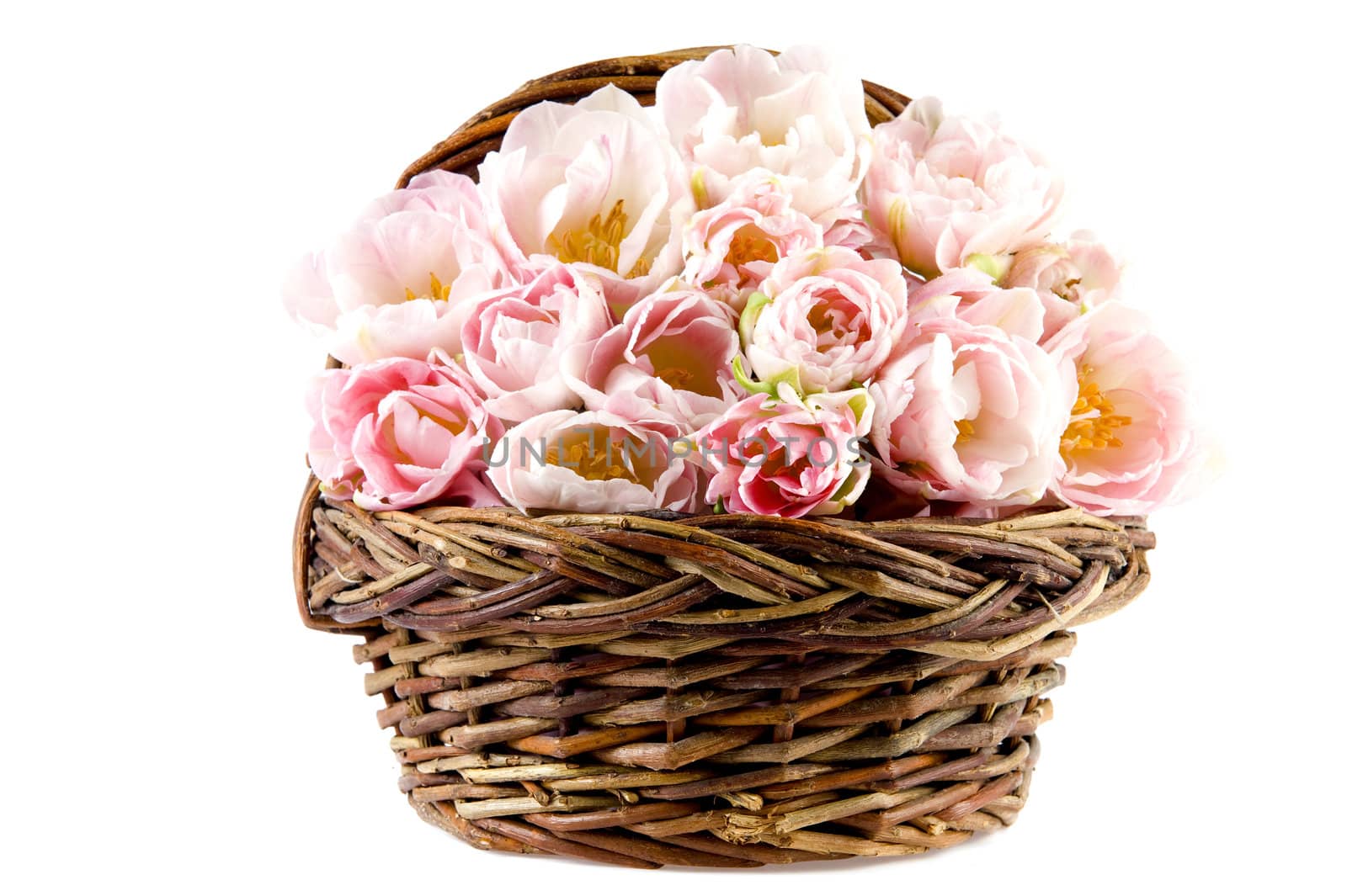 beautiful tulips in a basket