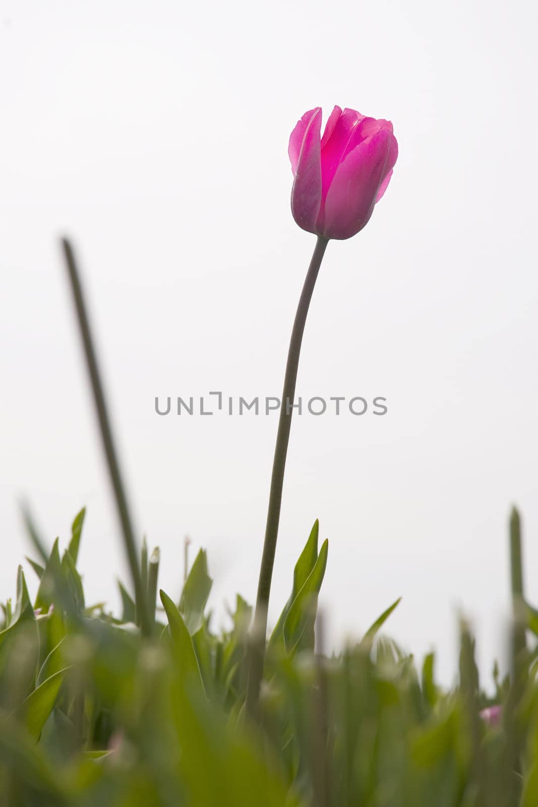 one tulip outside on the field