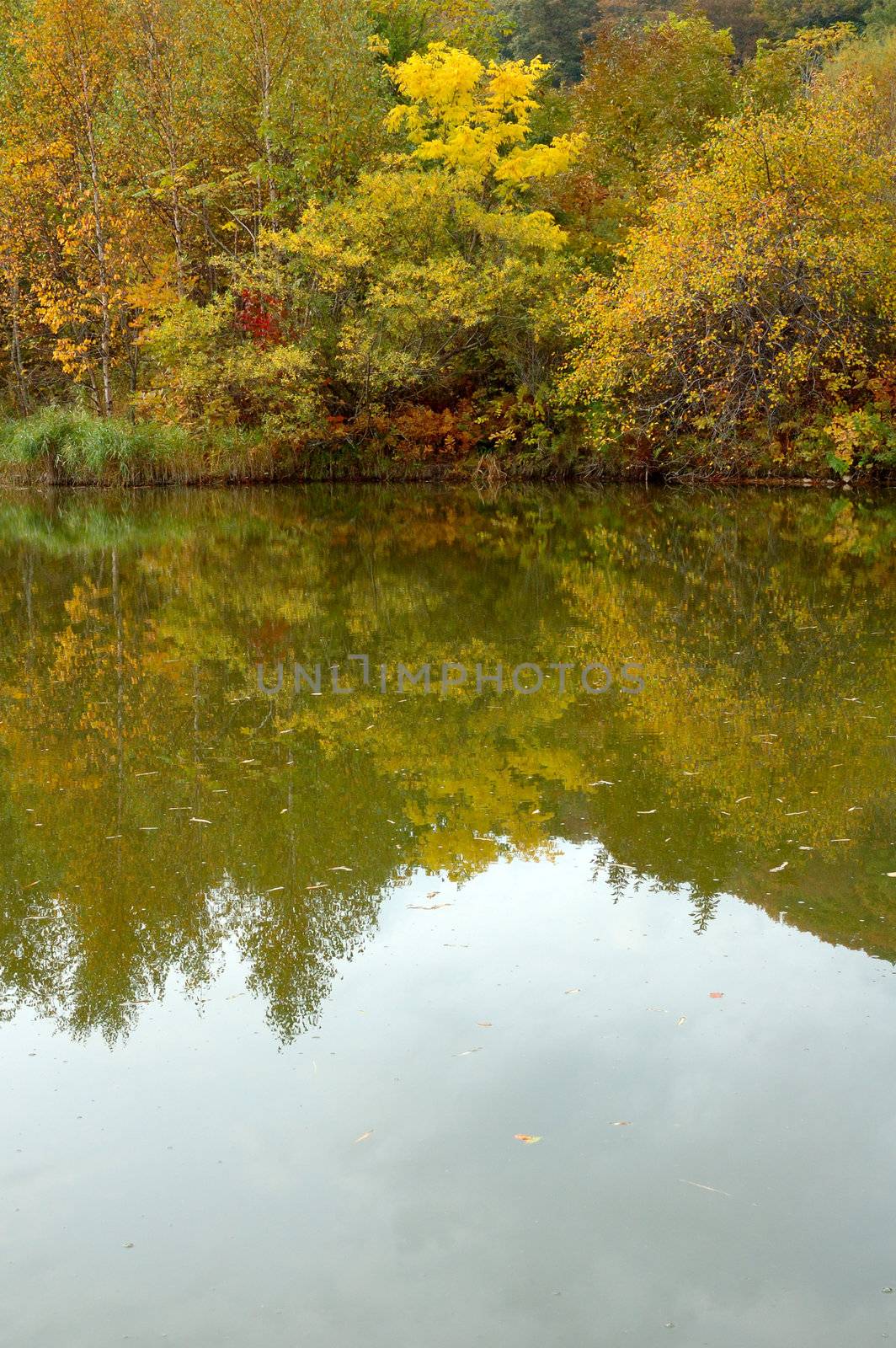 Autumn forest and lake scenery. by alexpurs