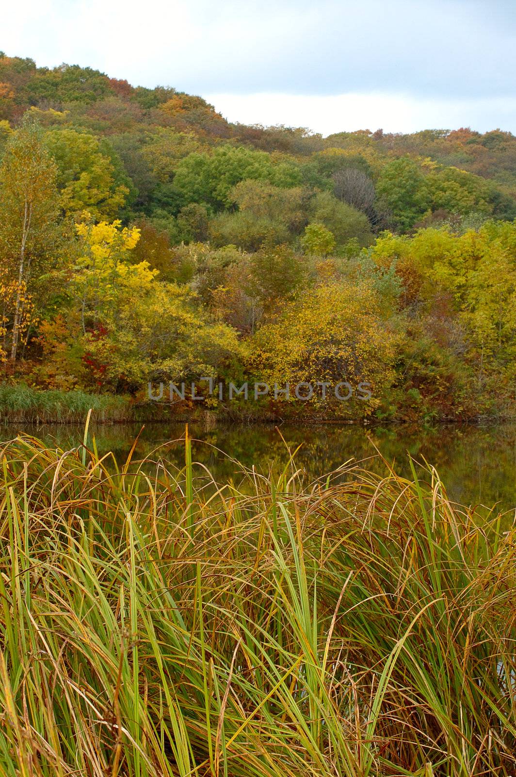 Autumn forest and lake scenery. by alexpurs