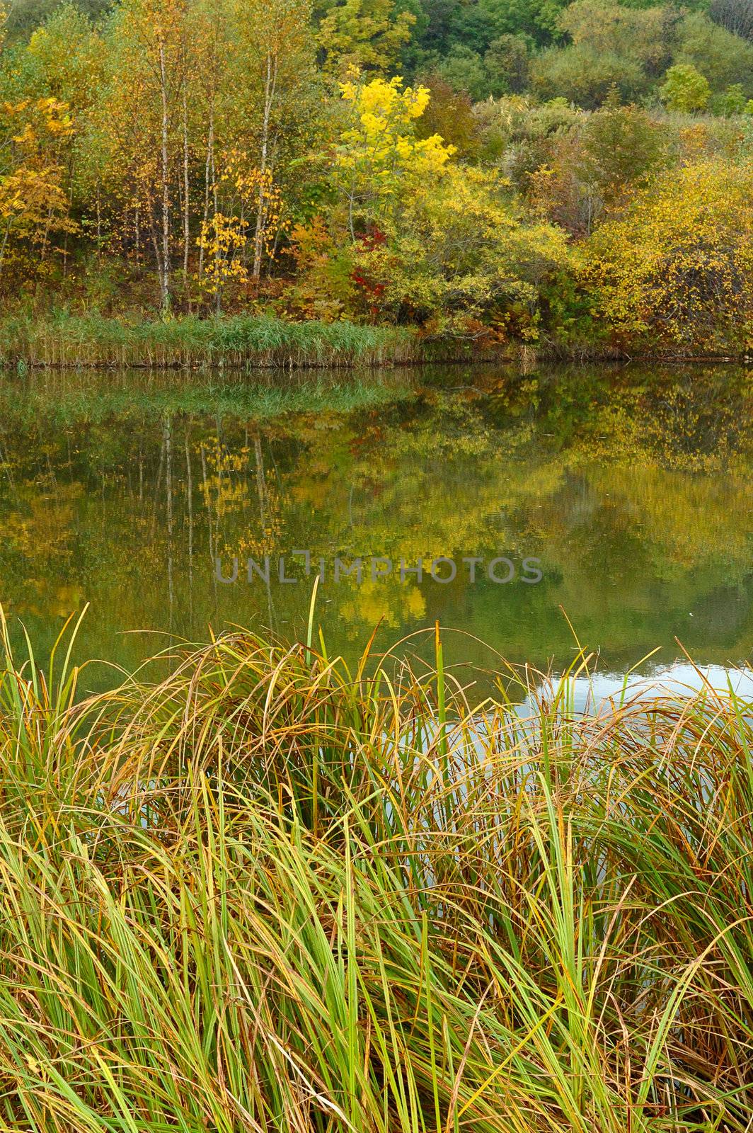 Autumn forest and lake scenery - bright nature landscape.