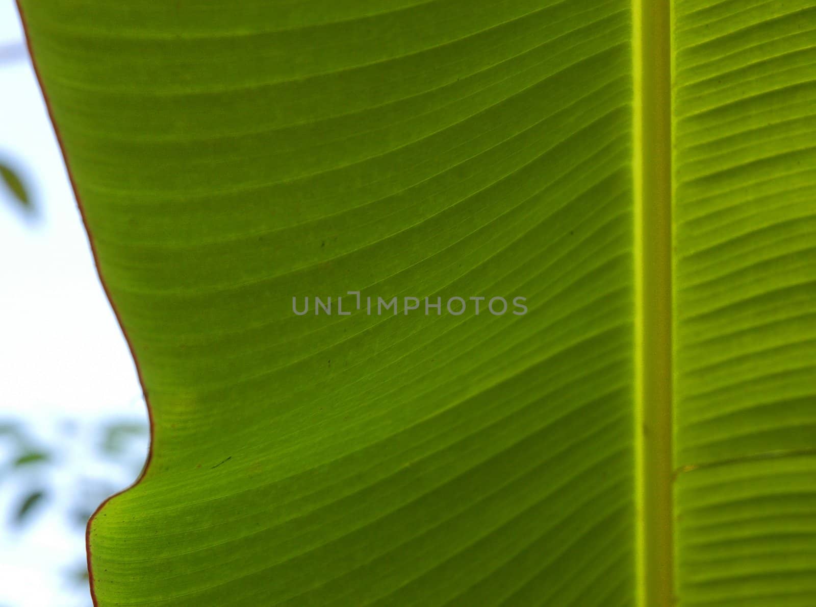 Detail of green leaf groving near Agua Azul in Mexico by haak78