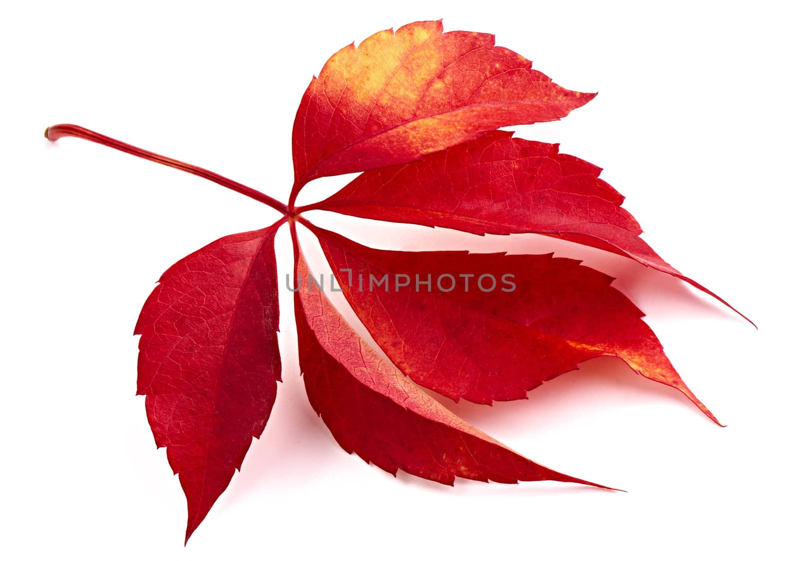 The red fallen autumn leaf. A close up