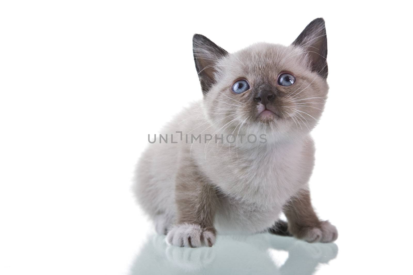 Adorable baby kitten sitting isolated on white background.