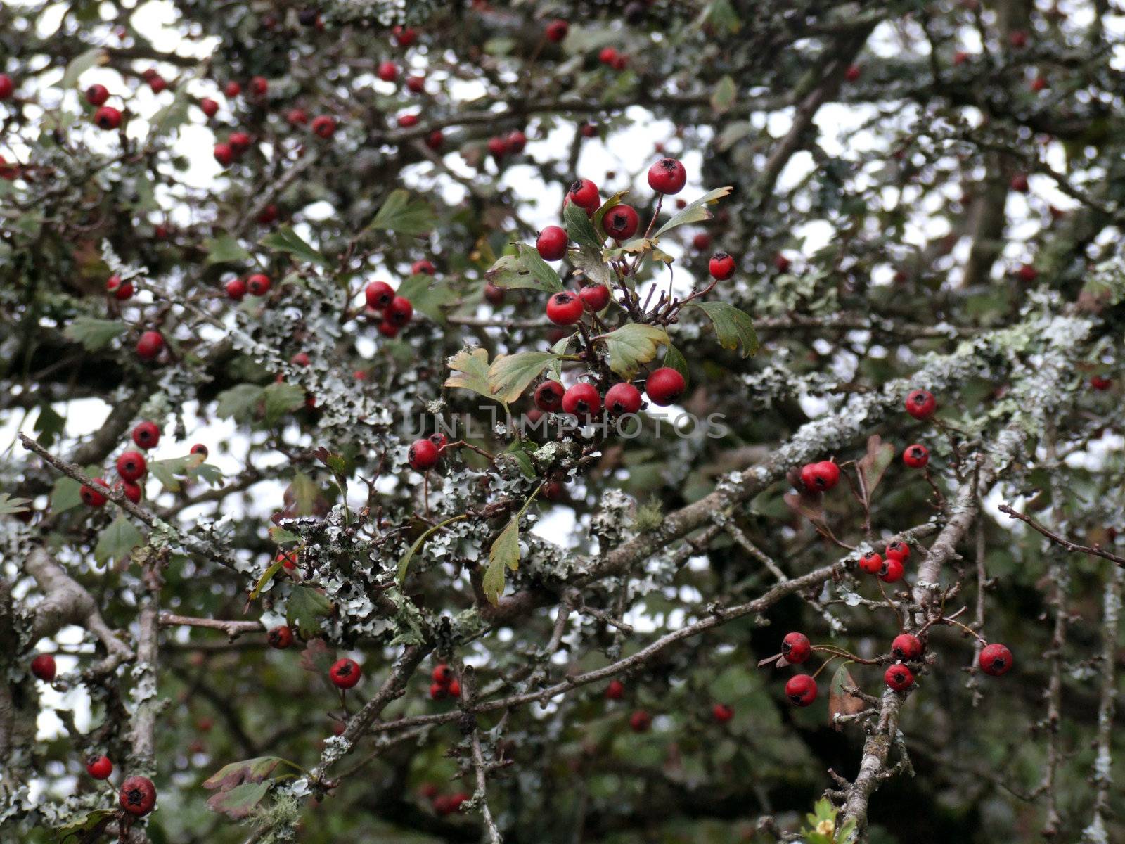 close photo of a a bush with red berries