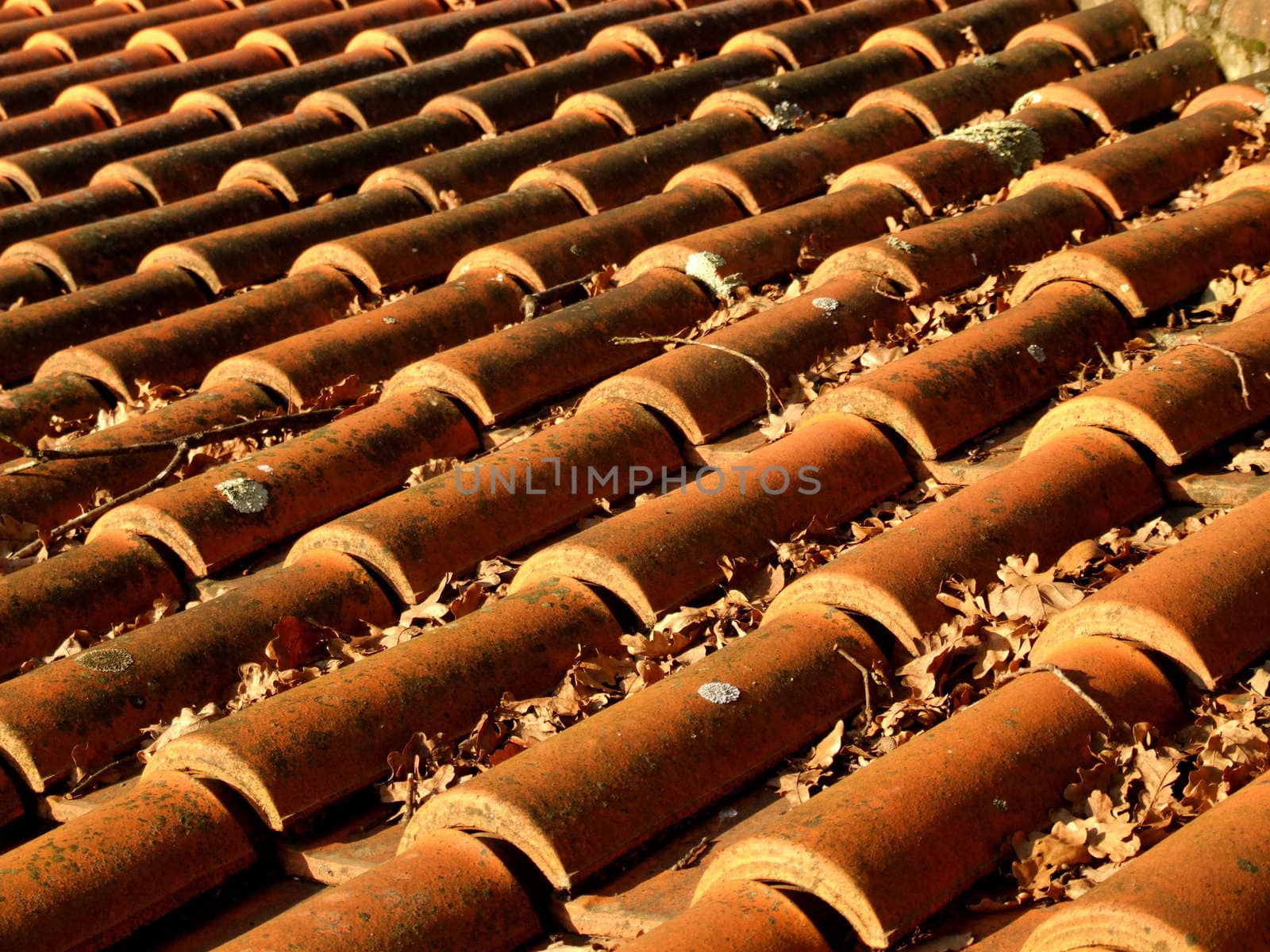 Roof tiles close-up. Colored by beautifull sunset light, covered with leaves.