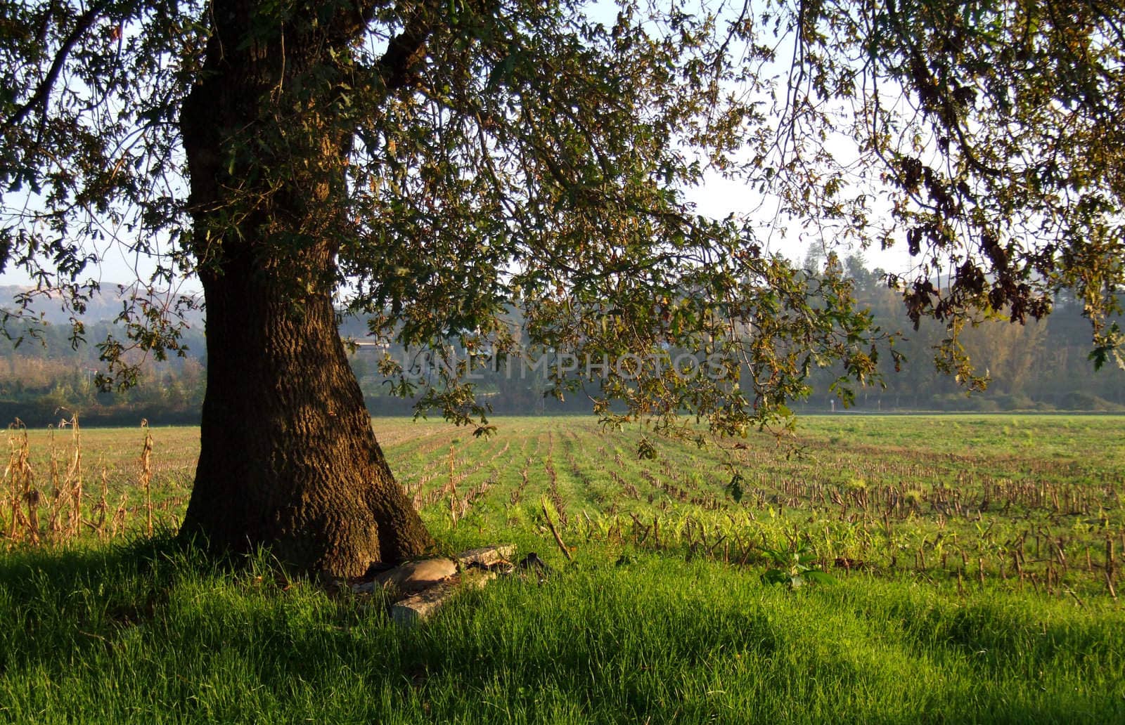 Big tree heading a corn field under sunset light