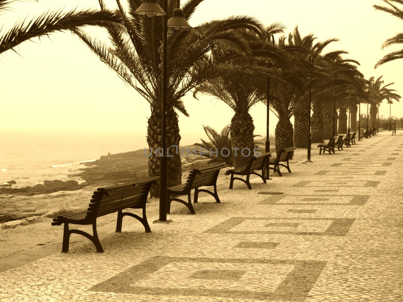 Seaside walk with chairs and palms