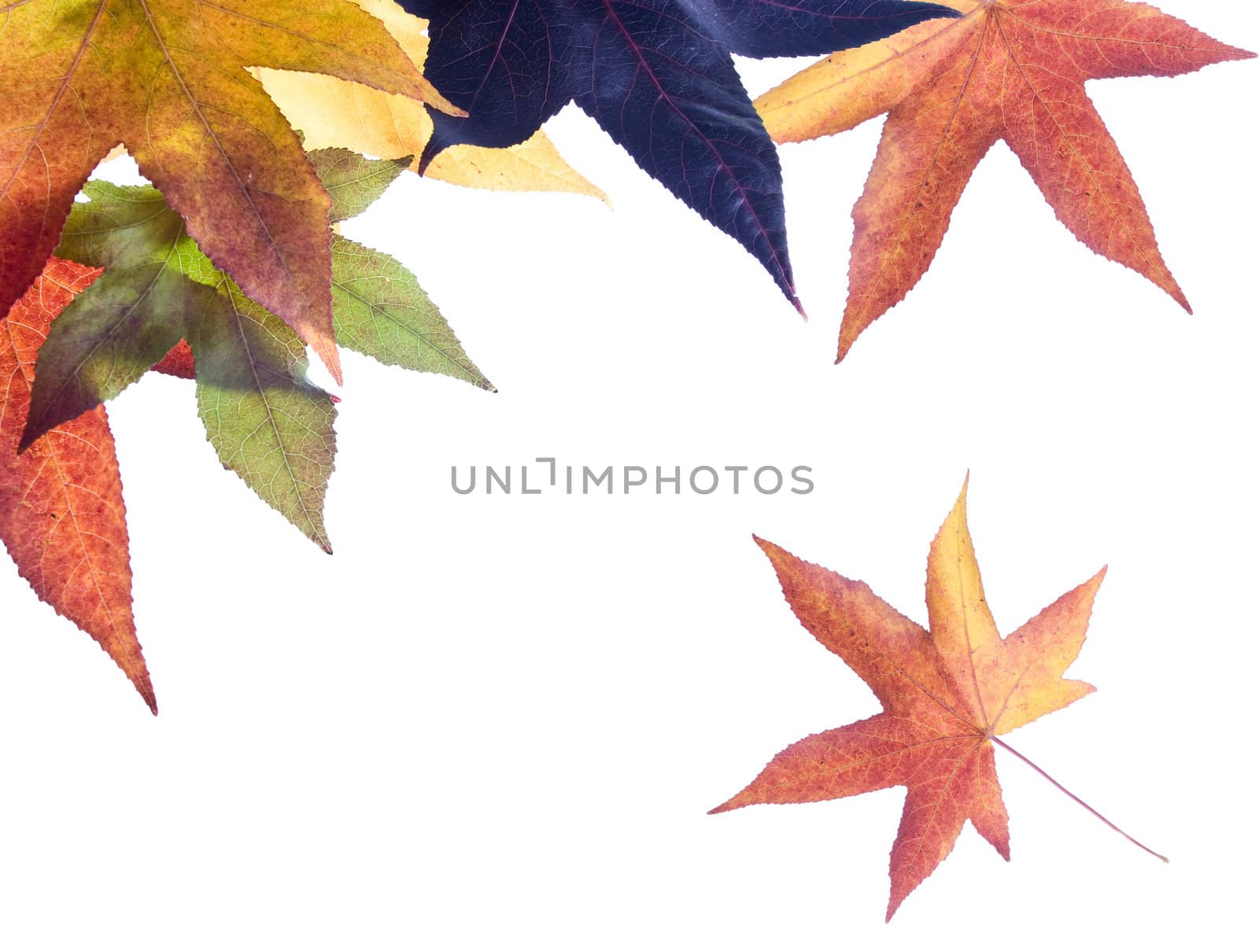 Autumn leaves over white background.