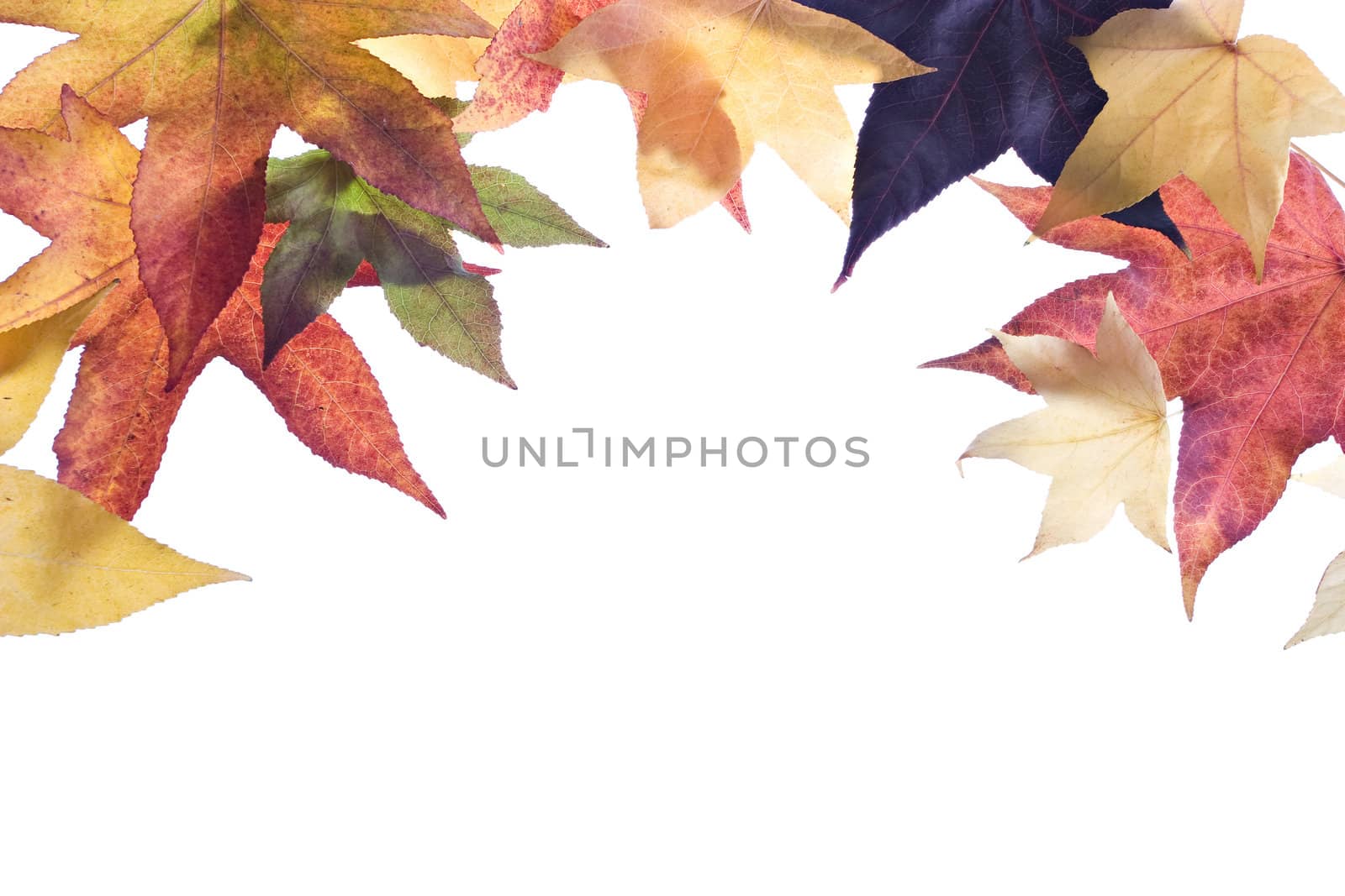 Autumn leaves frame/border over white background.