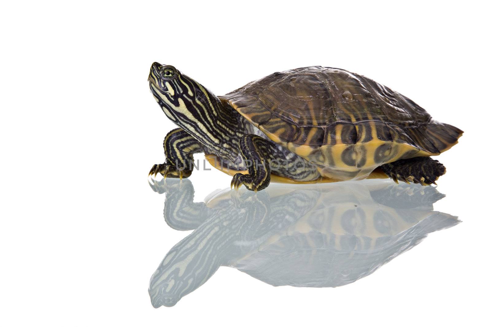 Photo of a turtle with reflection isolated on white background. Studio shot.