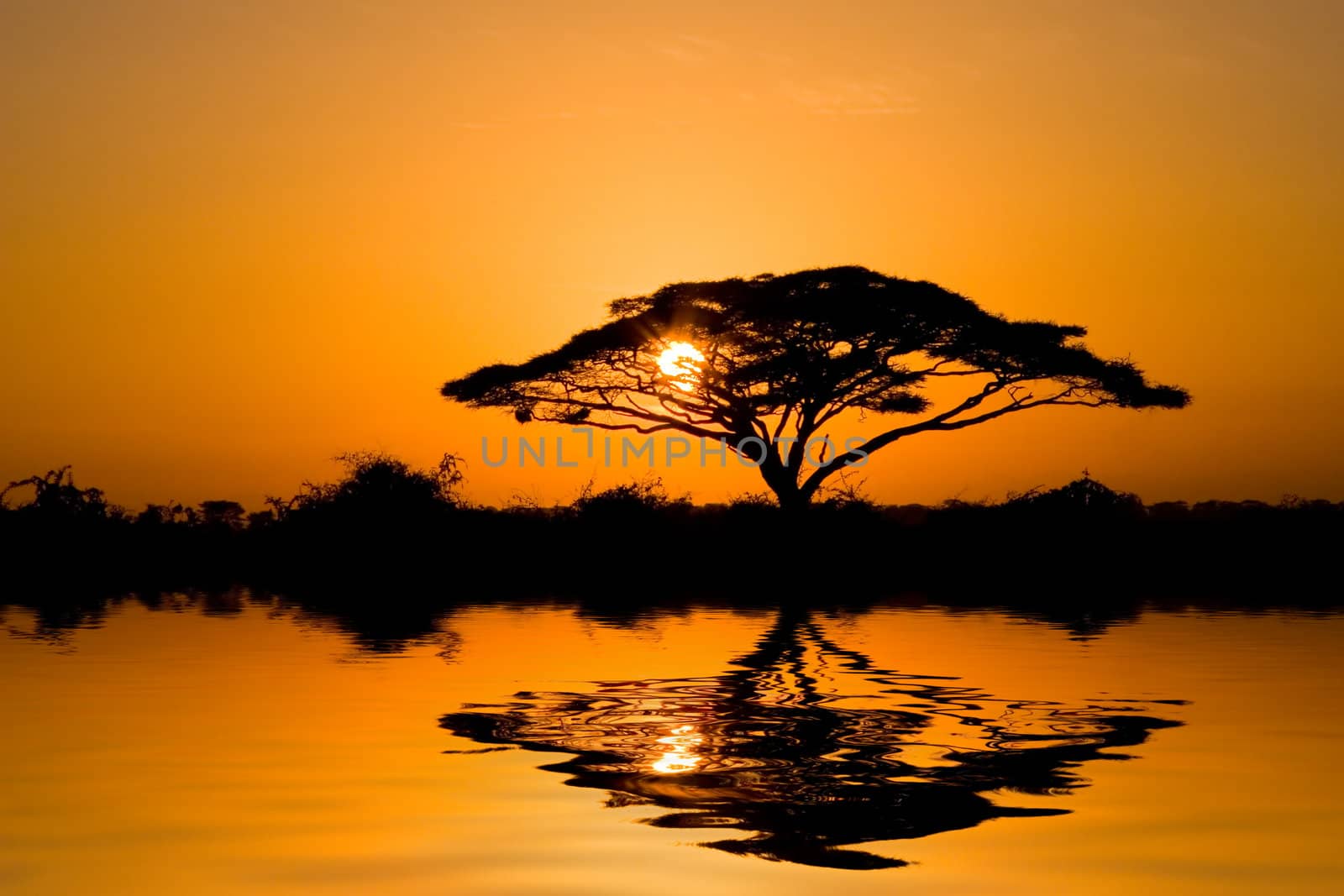 Beautiful african sunrise, with backlit acacia tree on Amboseli Natural Park, Kenya.