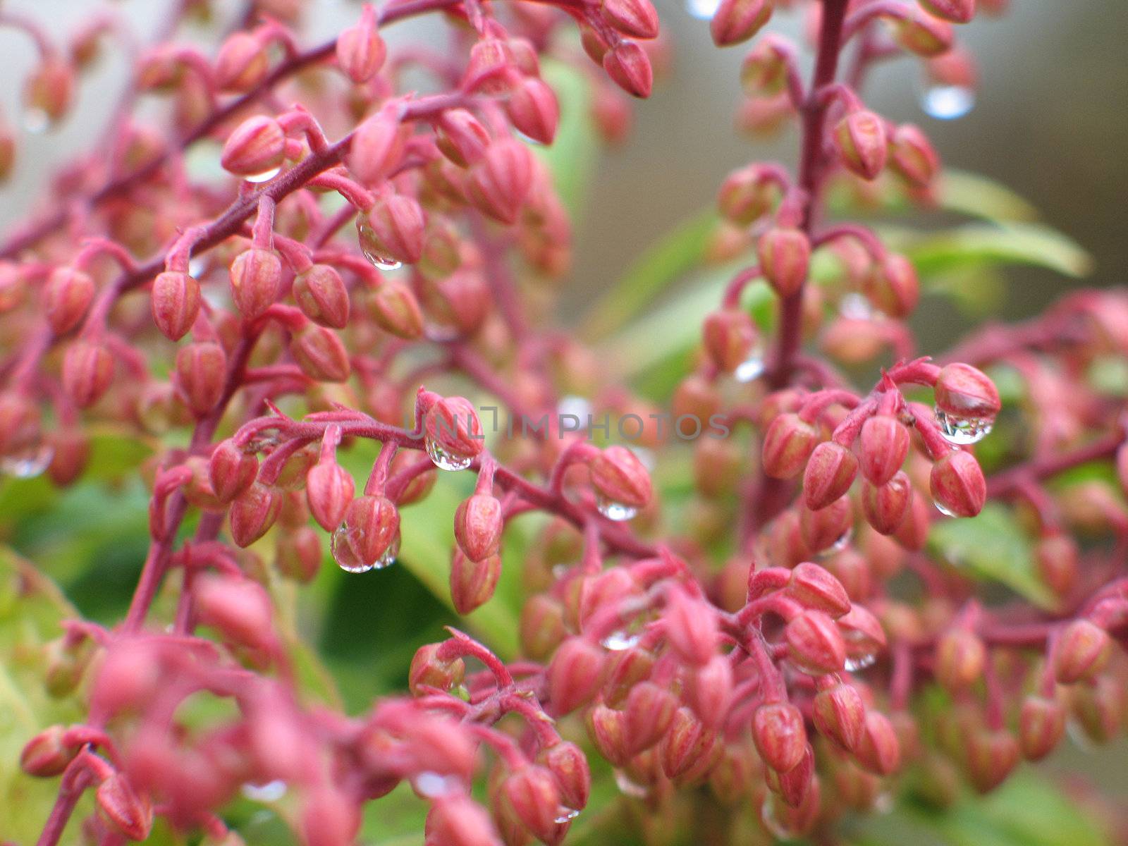 pink flowers with rain drops