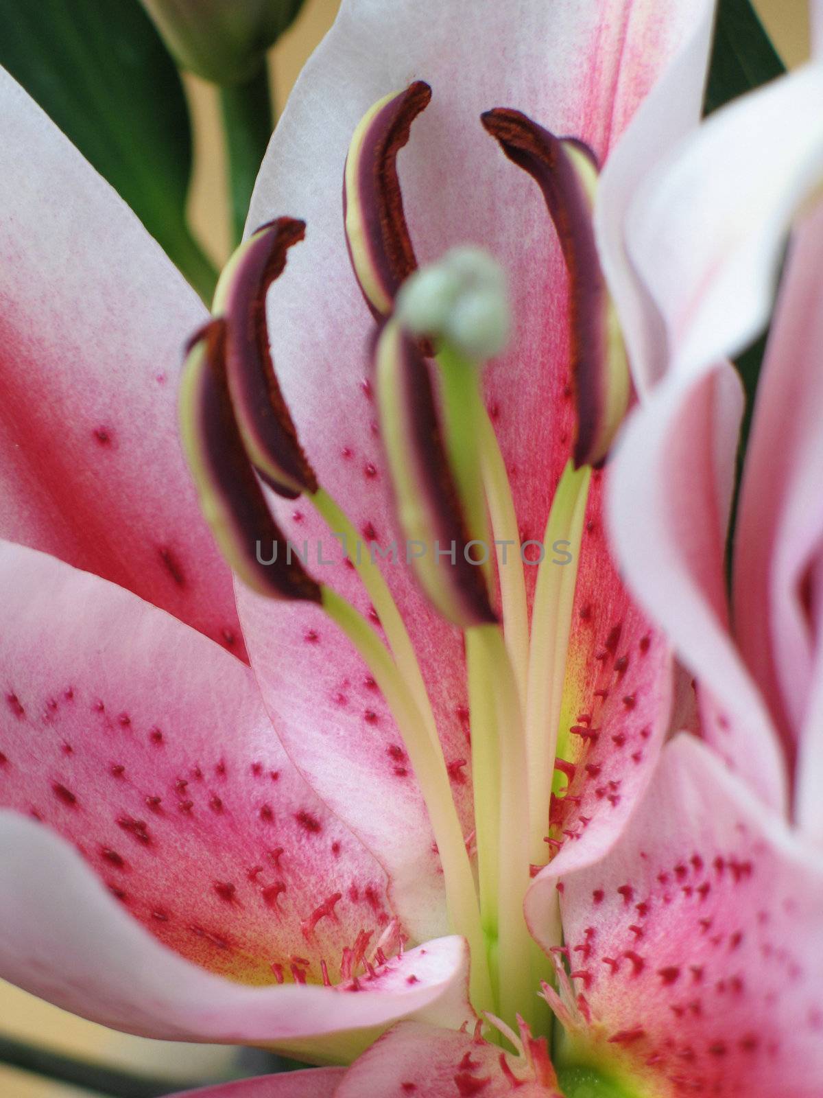 pink flower extreme close up by mmm