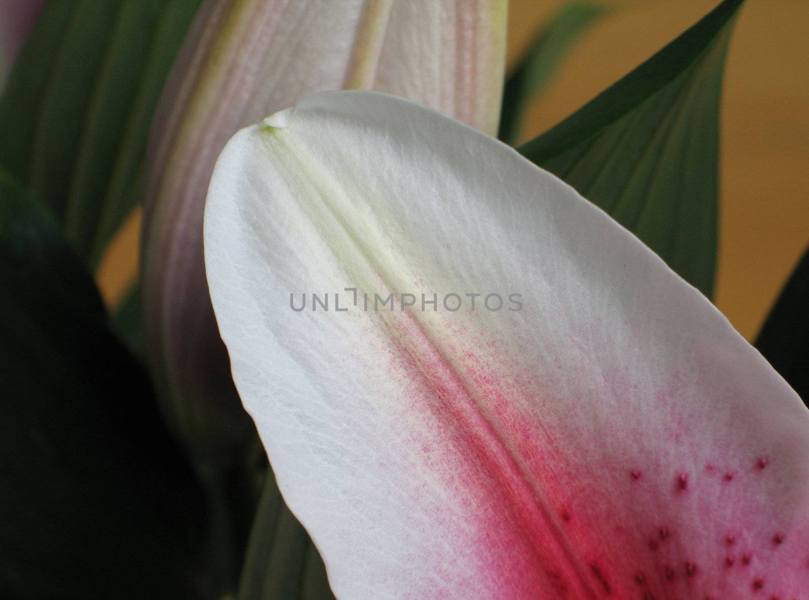 pink flower petal close up by mmm
