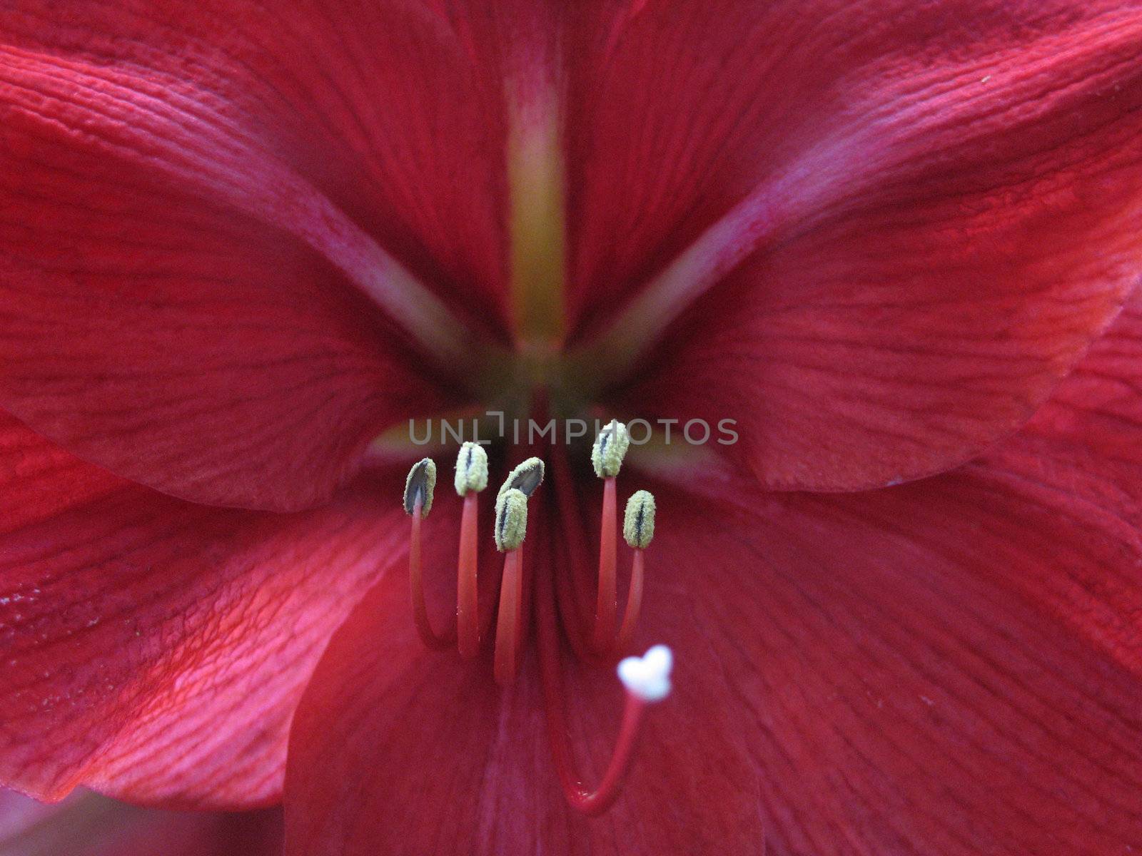 dark red flower close up by mmm