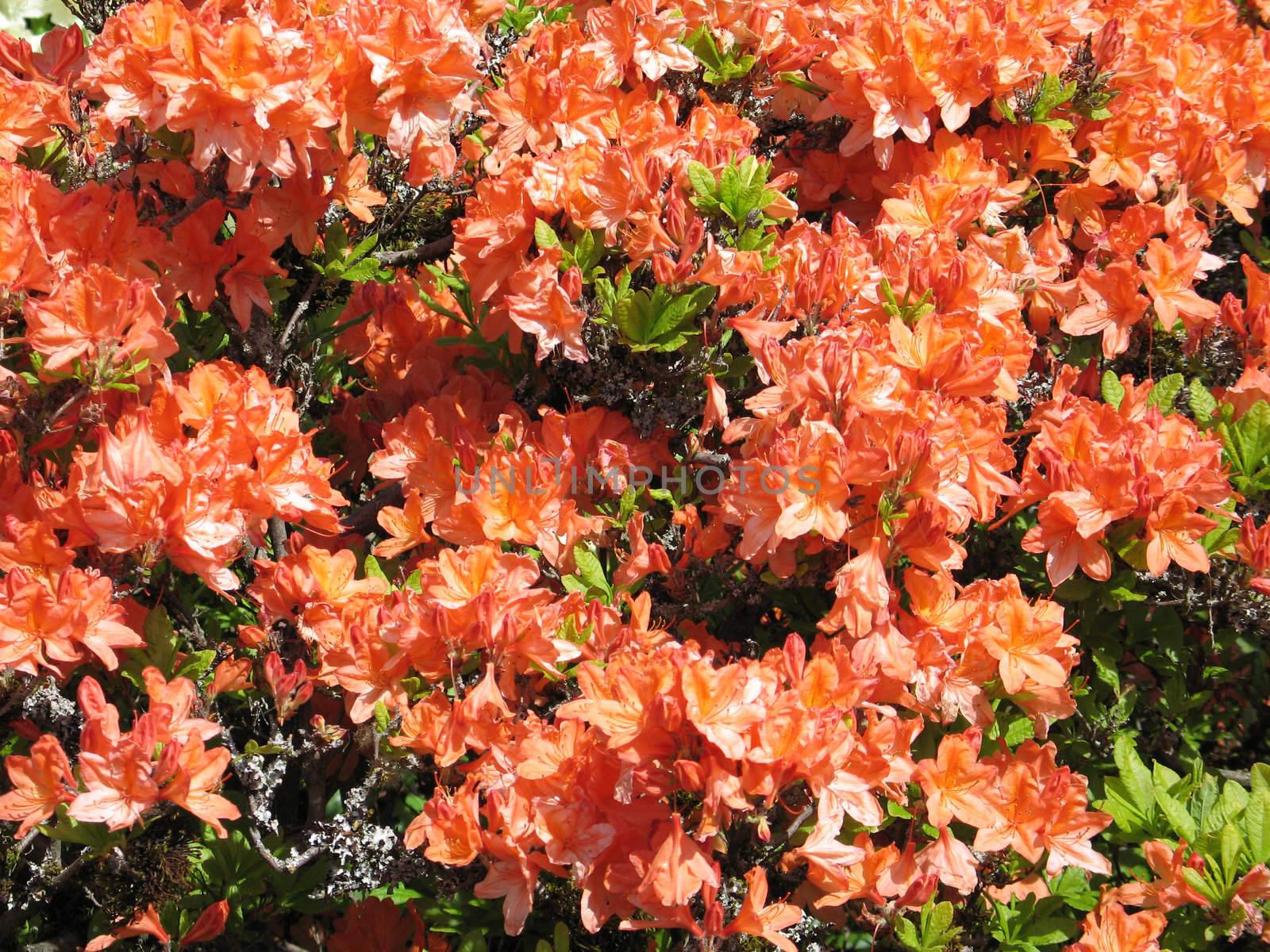 orange rhododendron bush in bloom by mmm