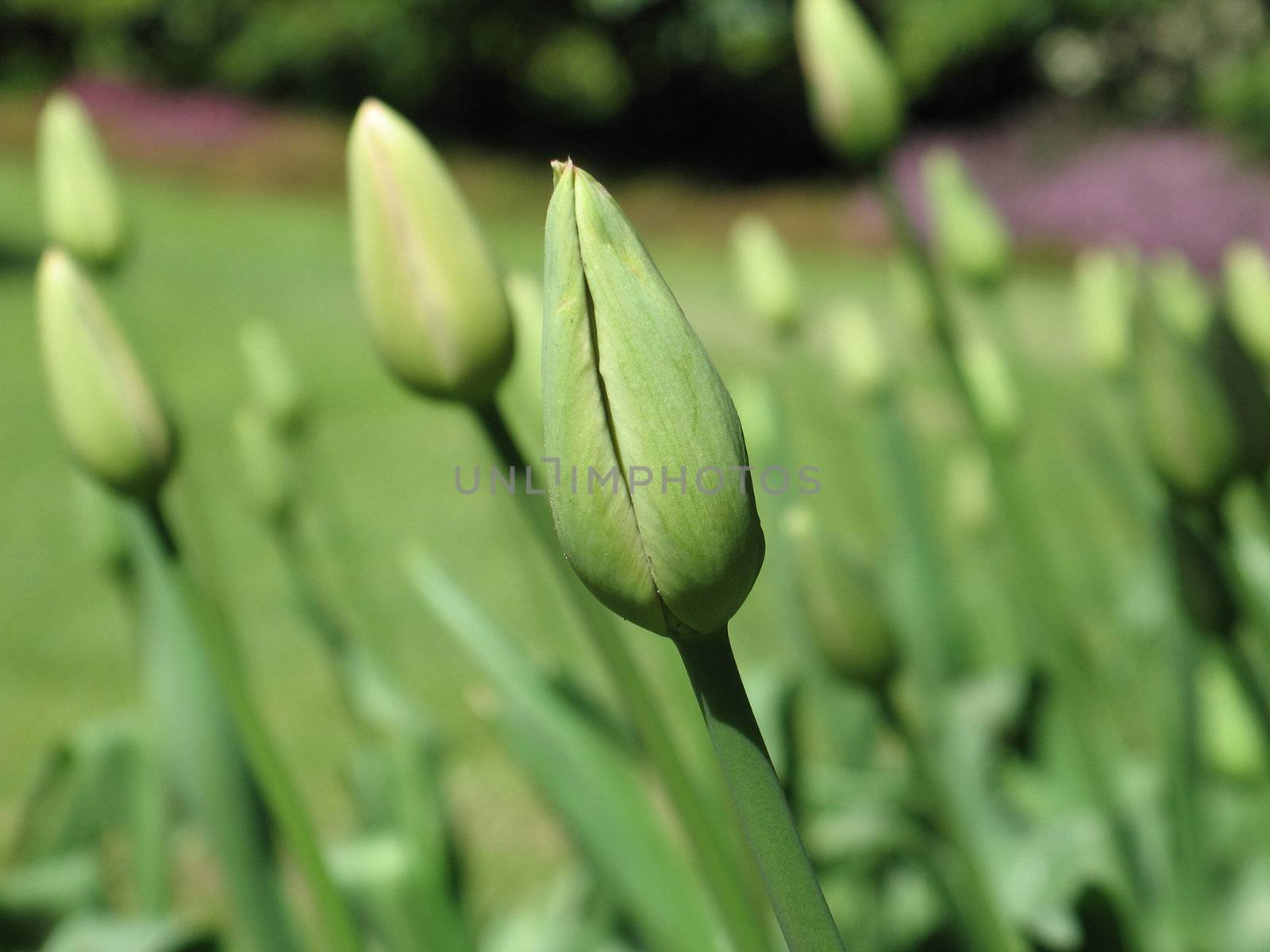 green tulips getting ready to bloom