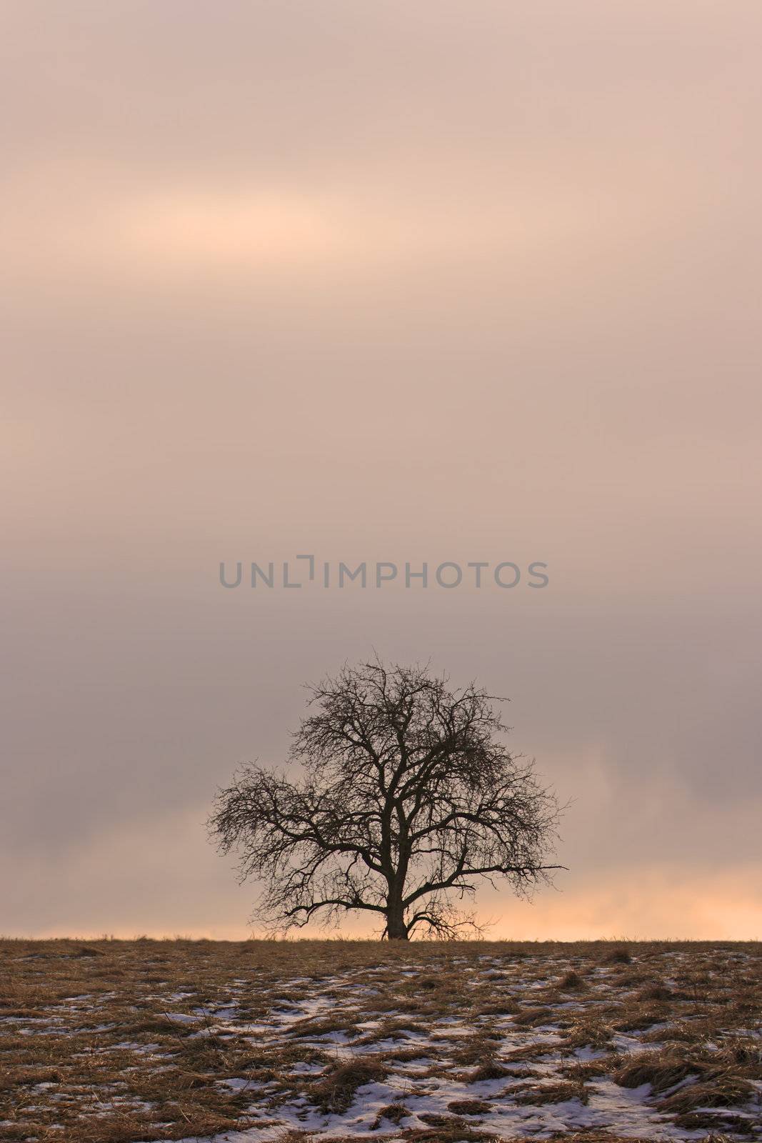 This is a photography of a lonely naked tree