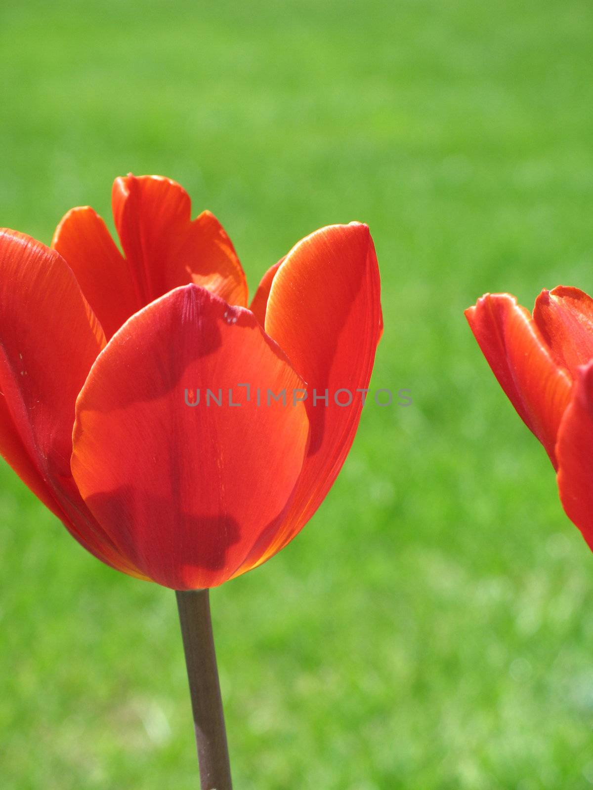 red tulips and green grass by mmm