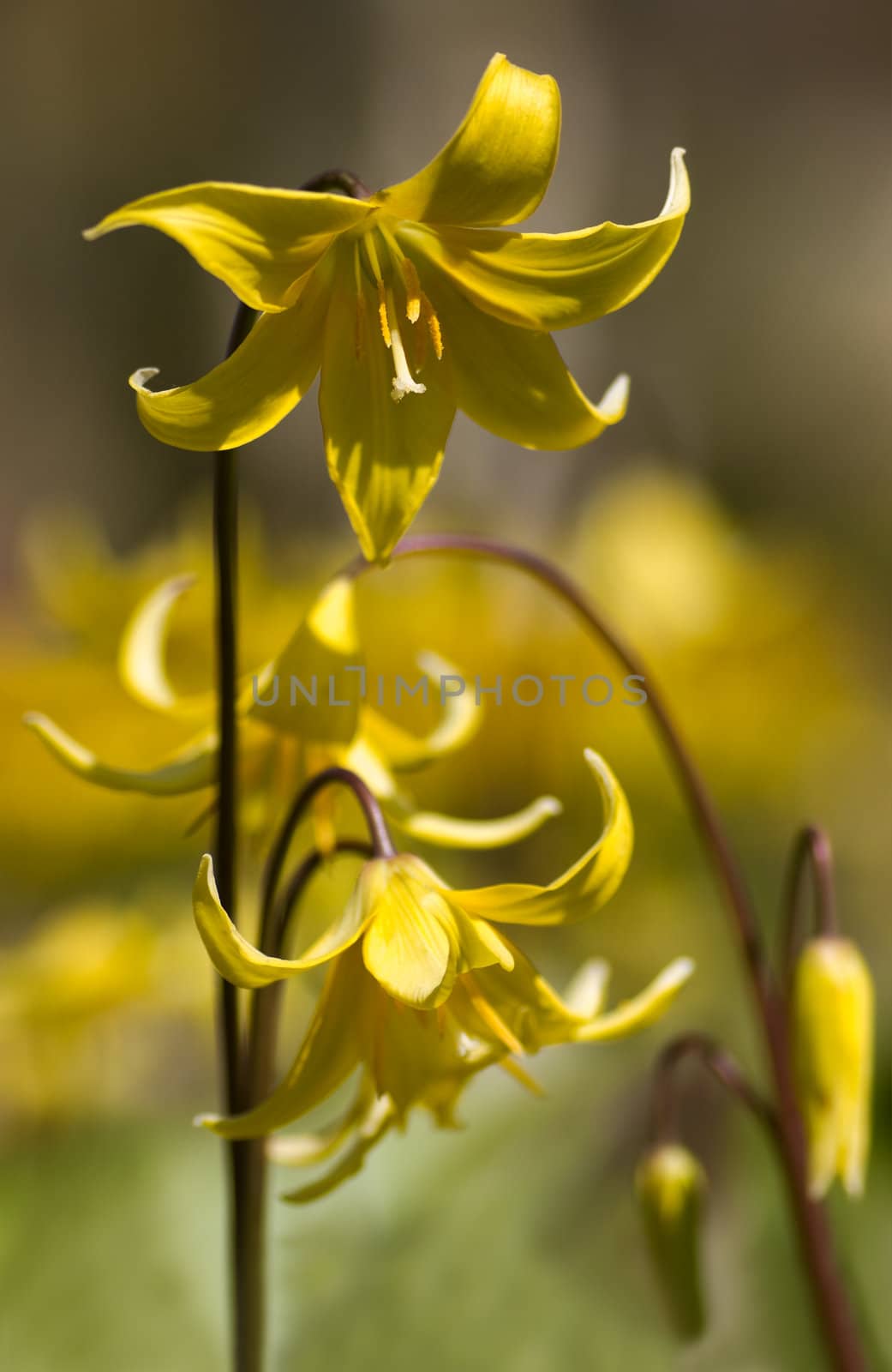 Yellow Erythronium Pagoda flowers by Colette