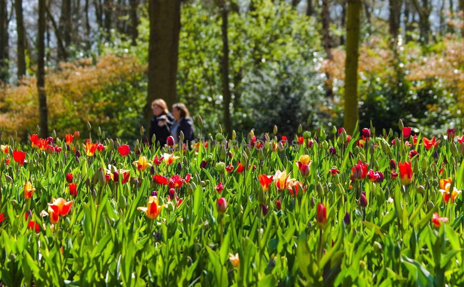 Walking in park in spring by Colette