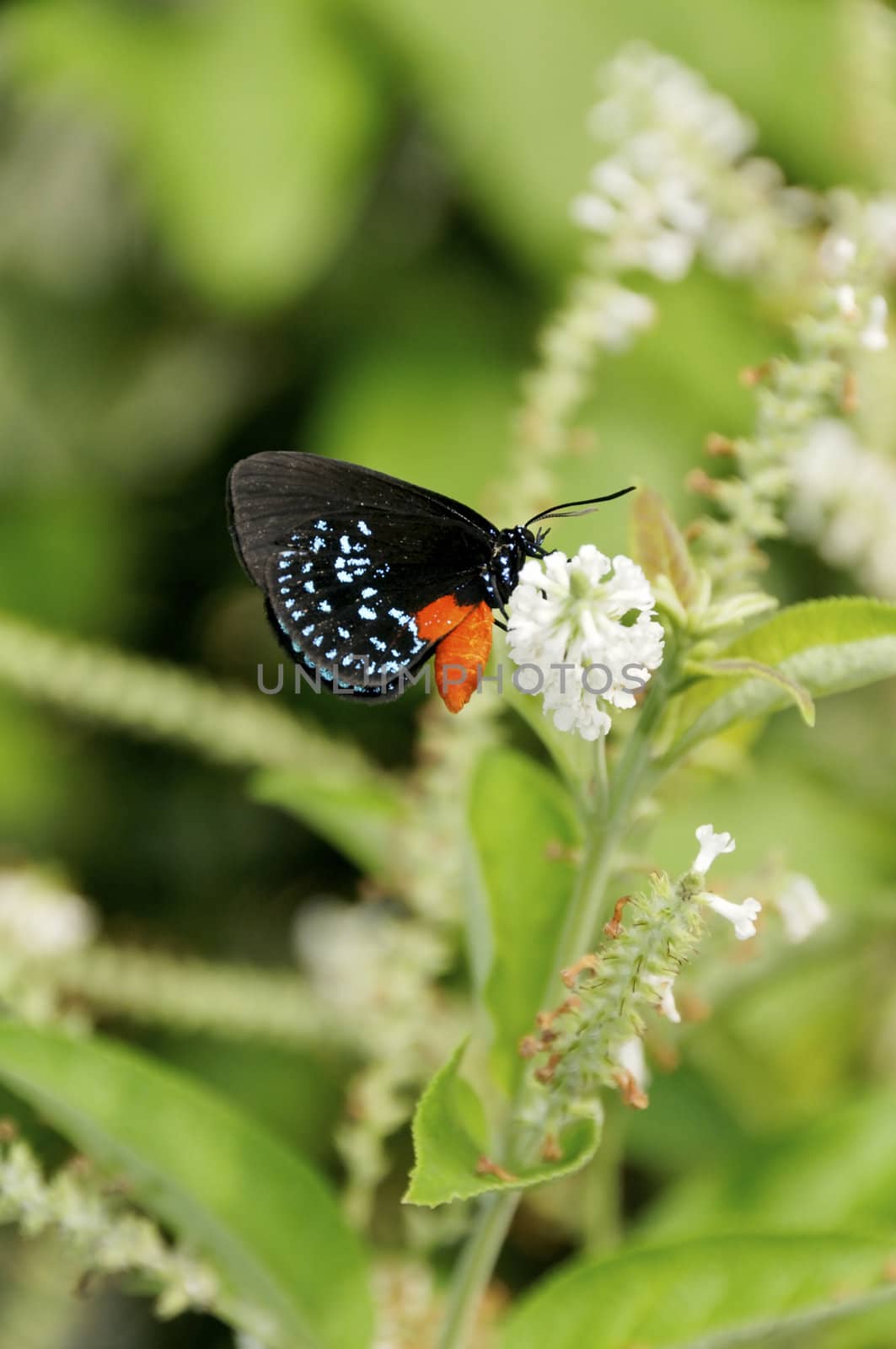 A blue morpho butterfly on a white flower.