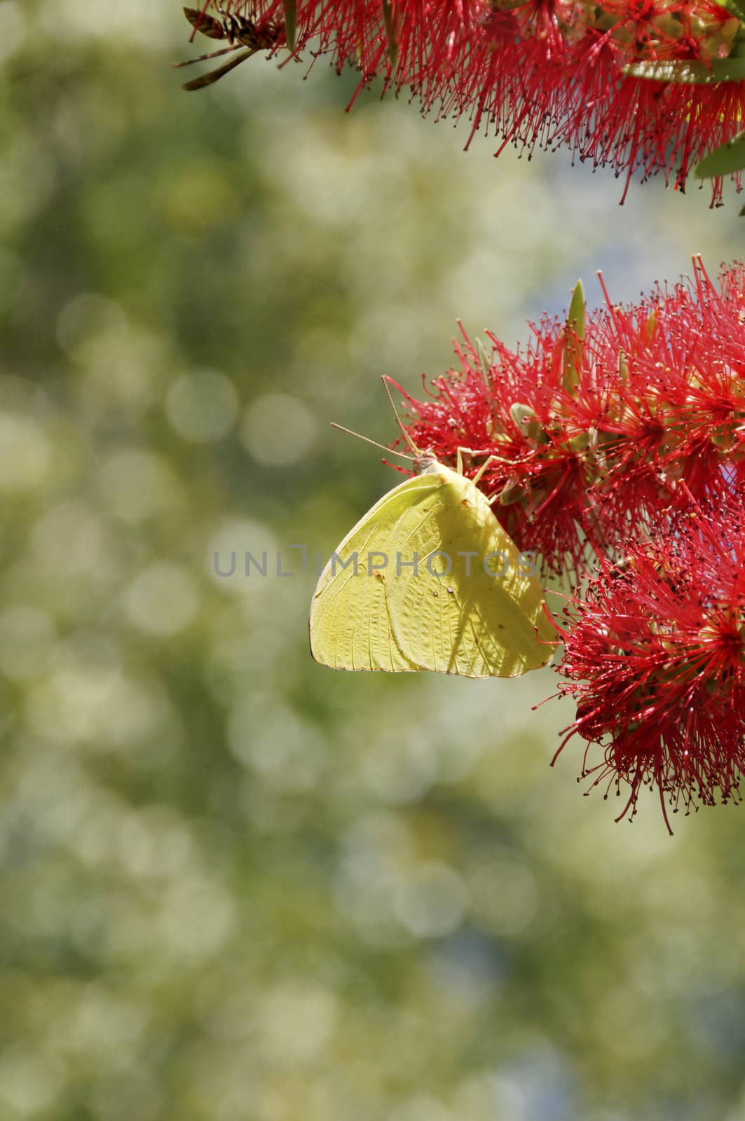 A cloudless sulfer butterfly on a red flower.
