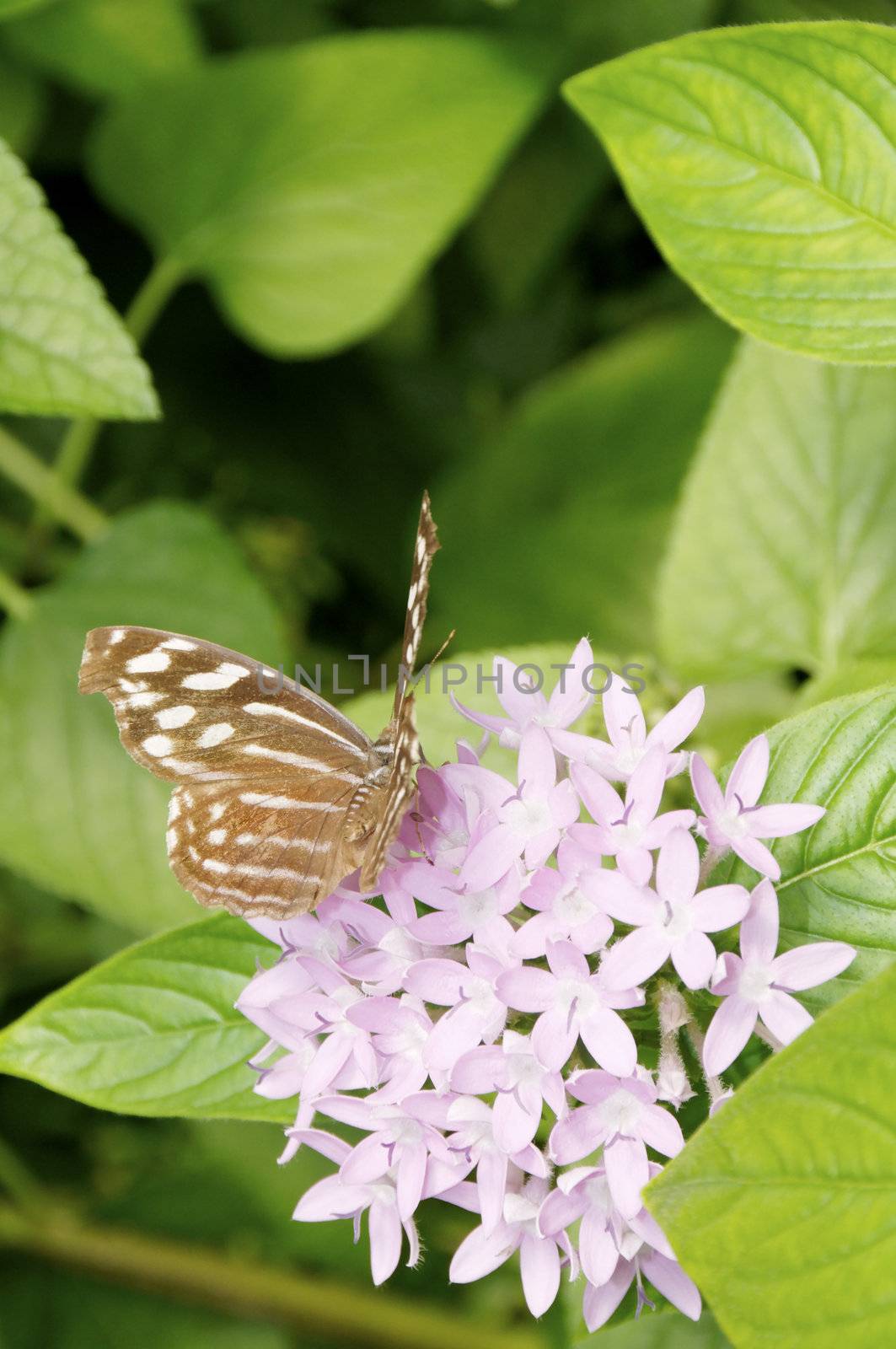 A female mexican bluewing butterfly on pink flowers.