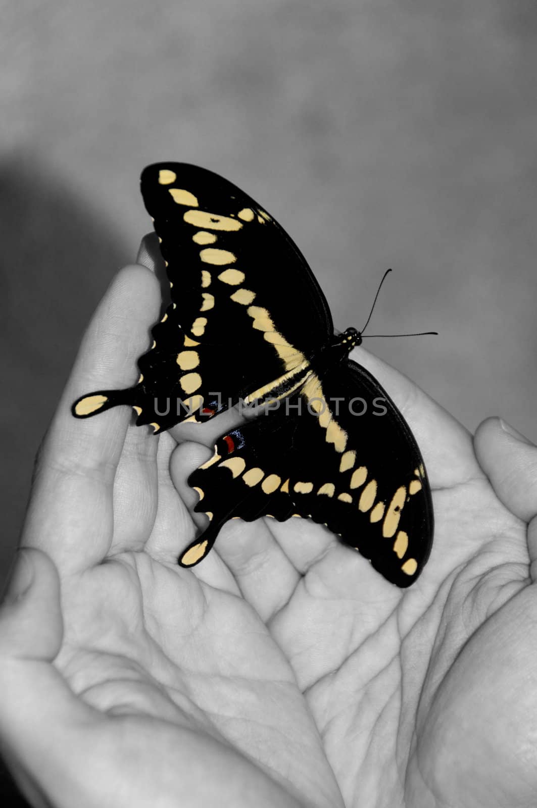 Giant Swallowtail on Black and White Hands by wayneandrose