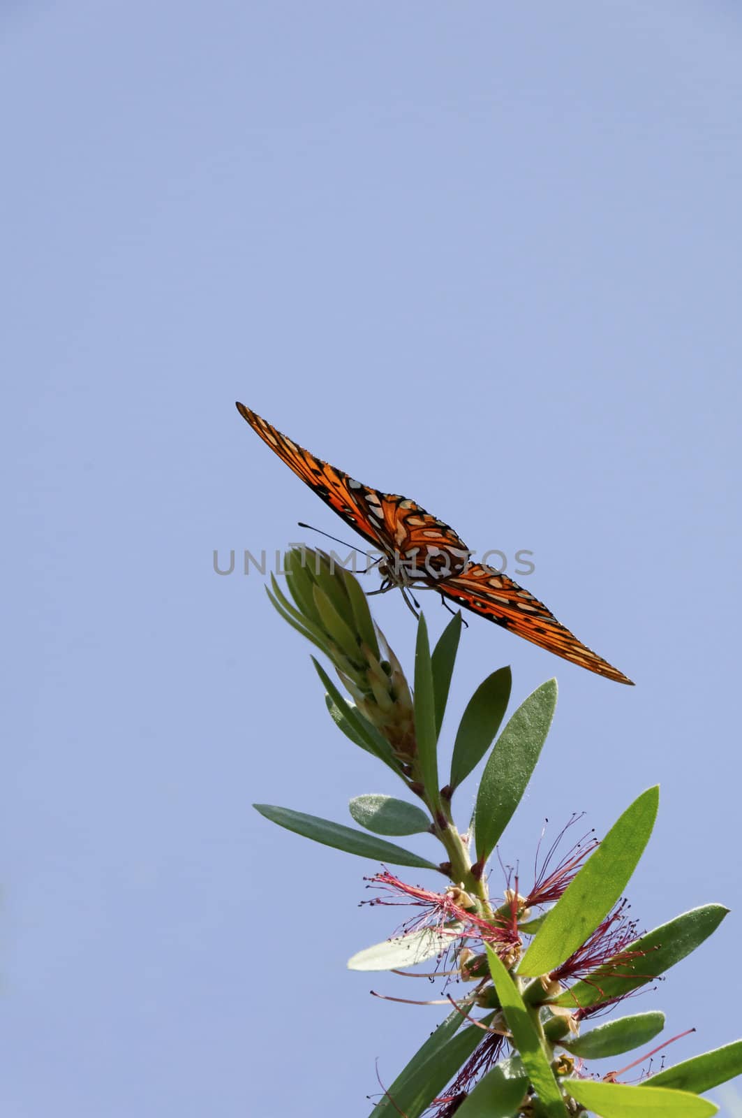 Gulf Fritillary on Top of Leaves by wayneandrose