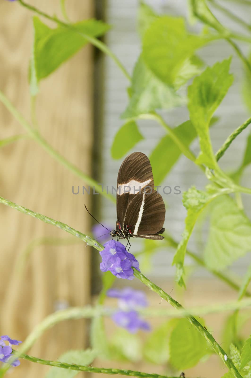 Postman Butterfly on Purple Flowers by wayneandrose