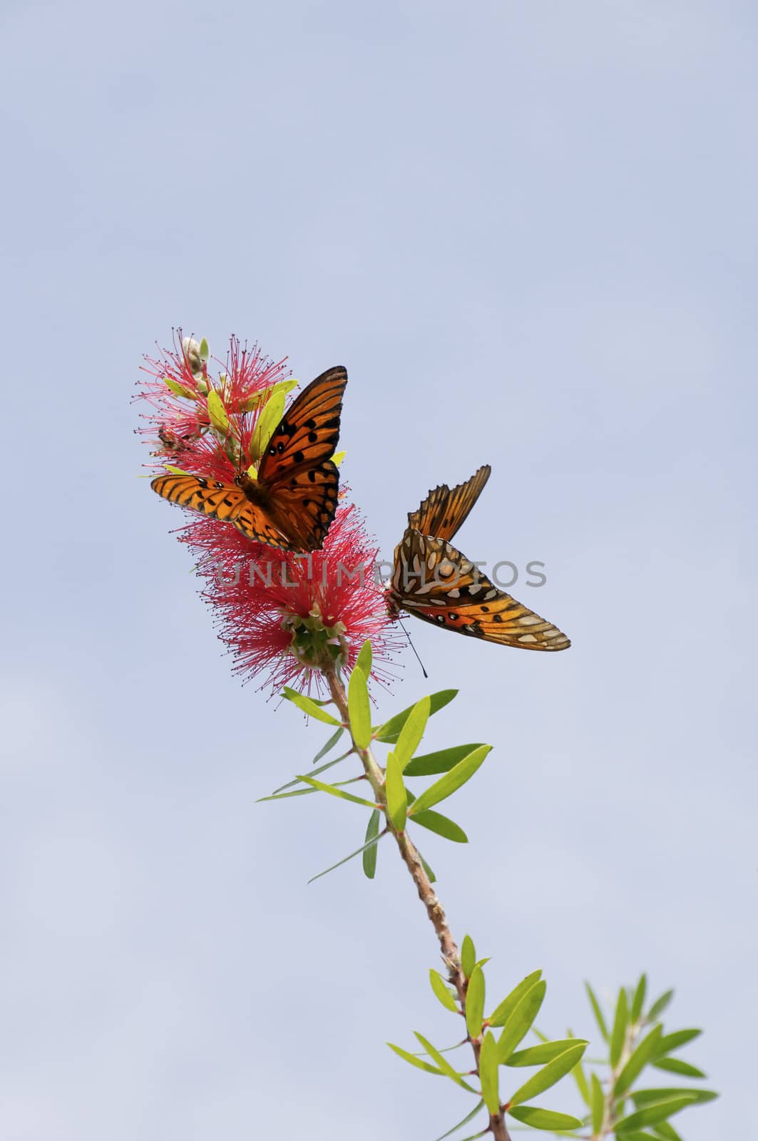 Two gulf fritillary butterflies on the same red flower against a blue sky.