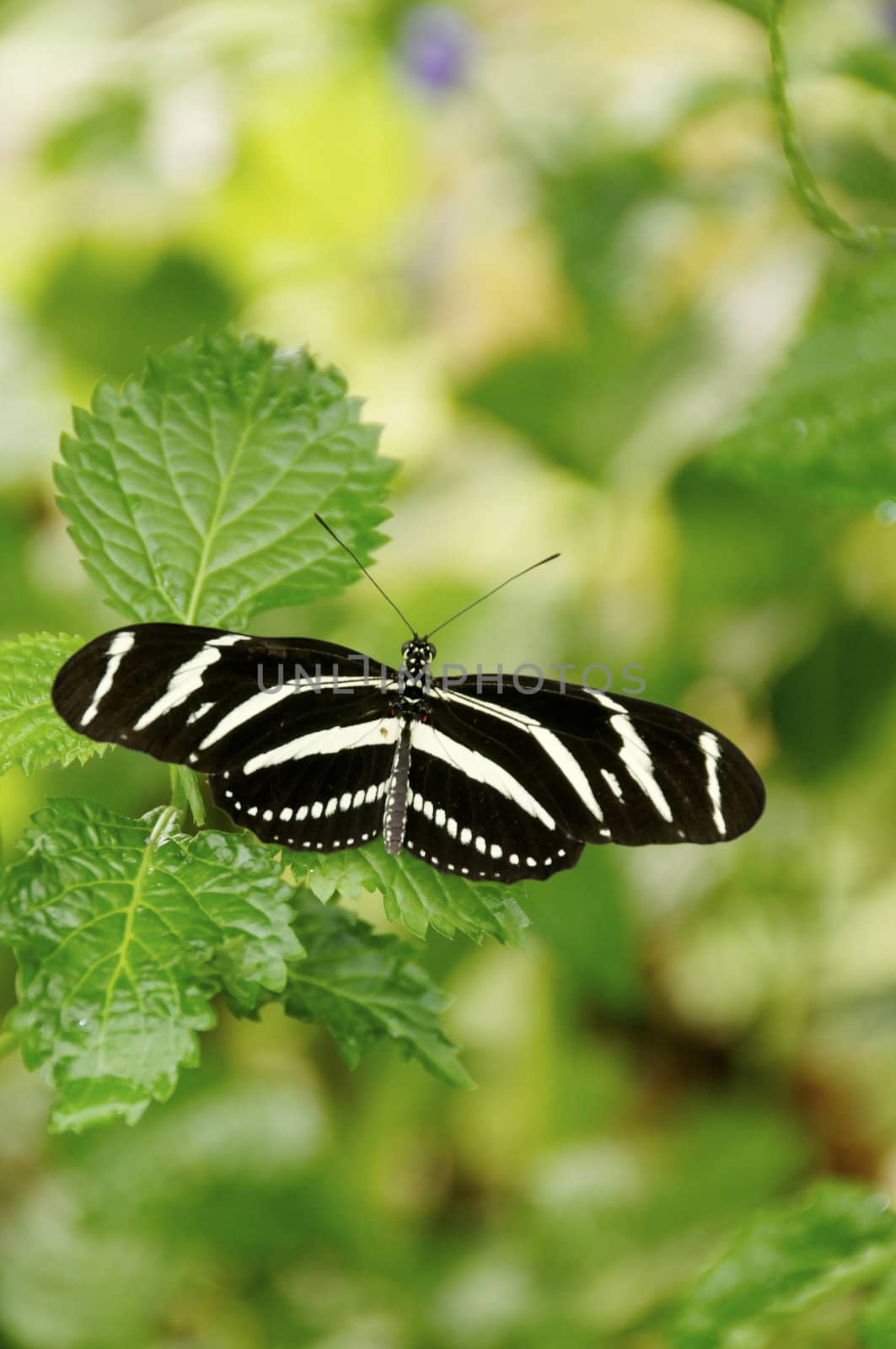 A zebra longwing butterfly on leaves.