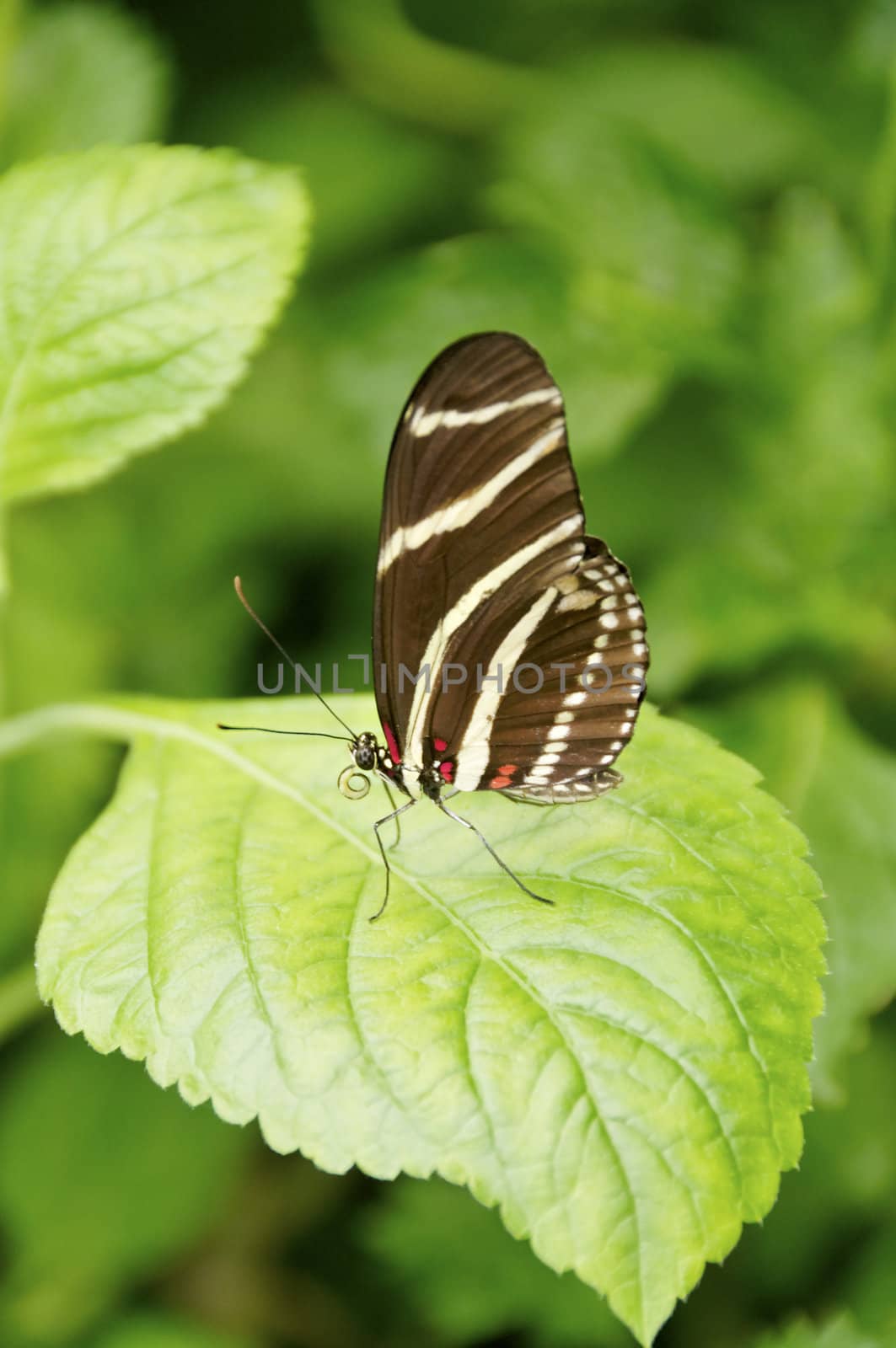 A zebra longwing butterfly on a leaf.