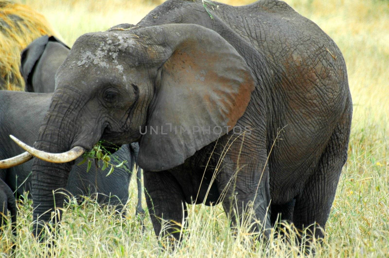 Big African Elephant Mother, from Serengeti Tanzania