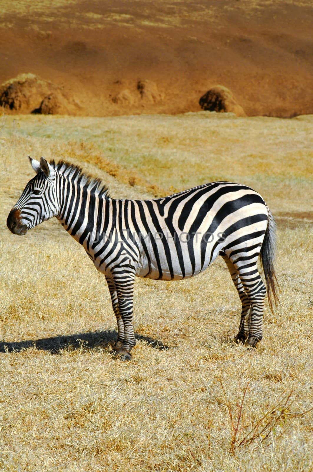 Zebra Model