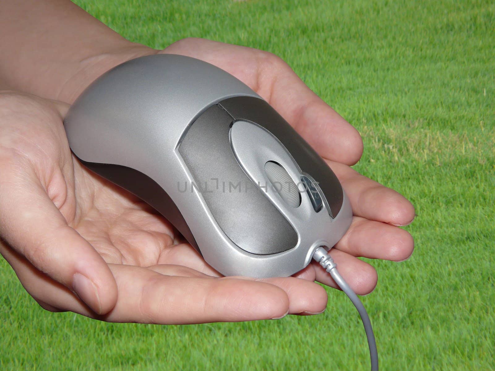 Grey mouse in woman\'s hands on green background