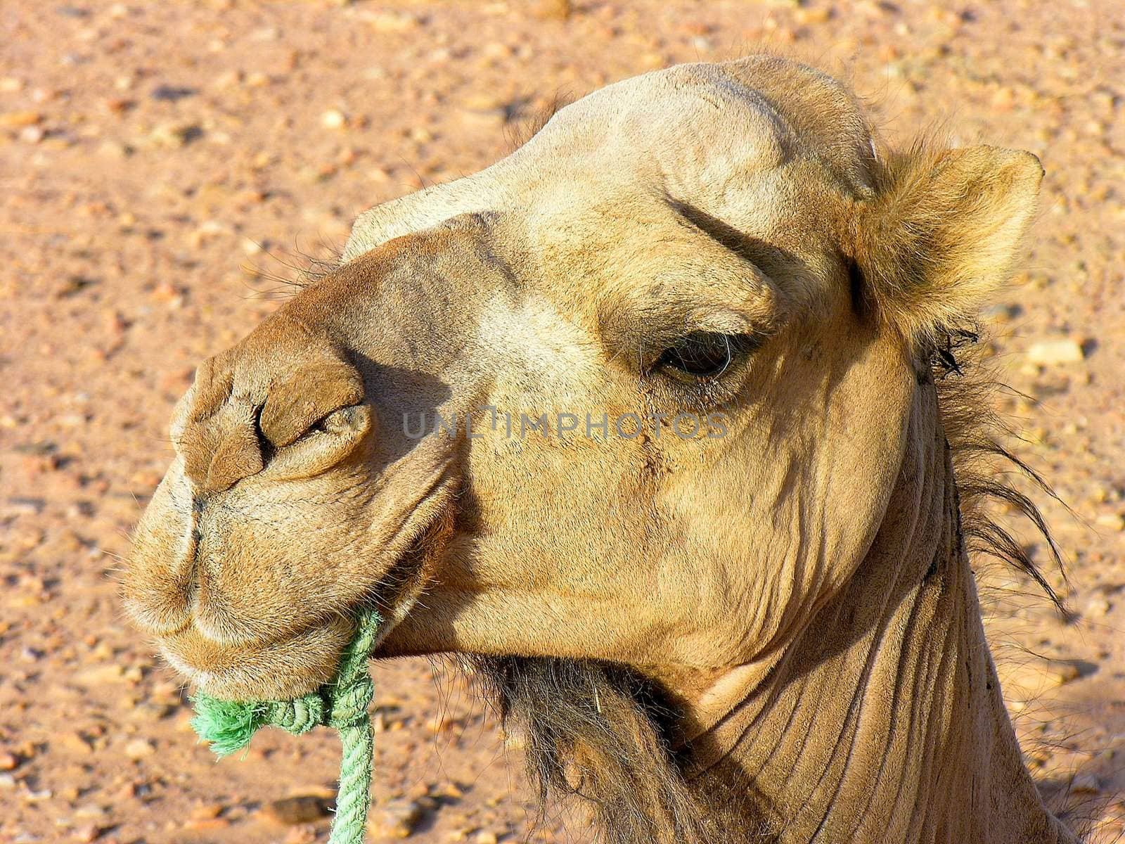 Dromedary Close up in a desert, Morocco