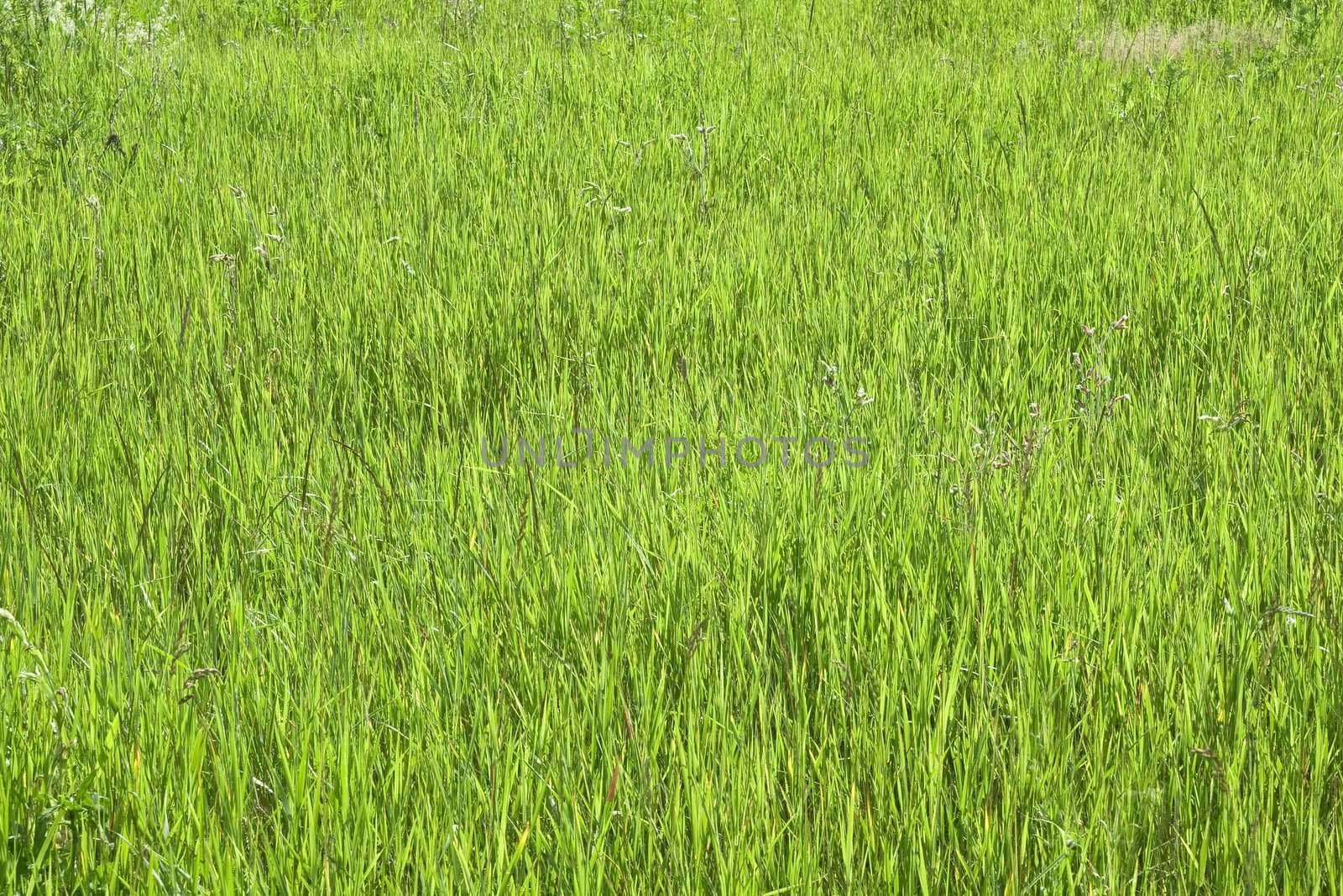 Green grass in a sunny day, texture