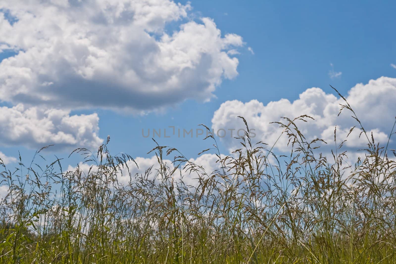Yellow field and sky with clouds in a sunny day
