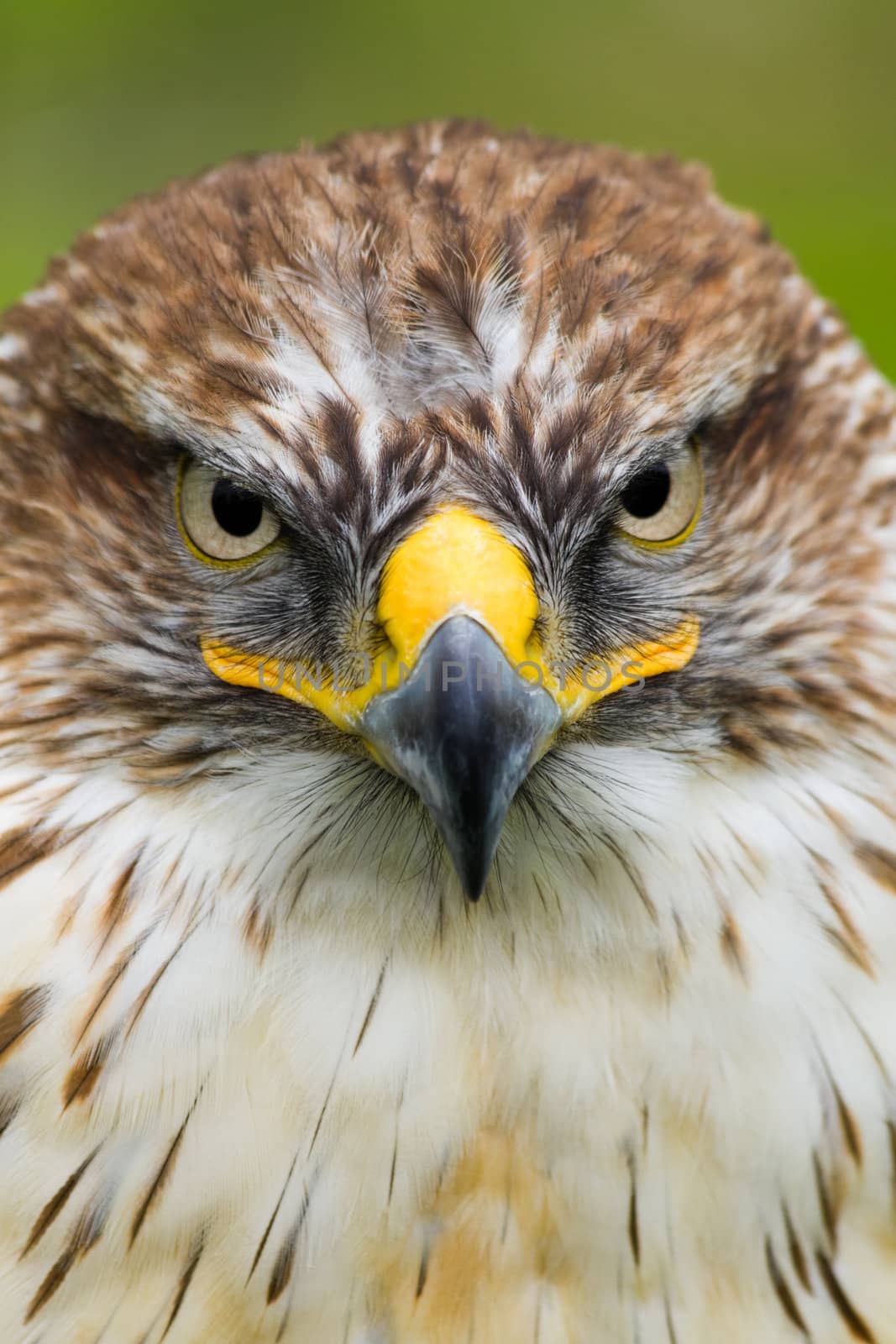 Portrait of Saker Falcon - vertical image