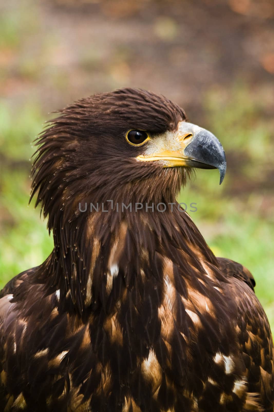 Portrait of Steppe eagle in side angle view