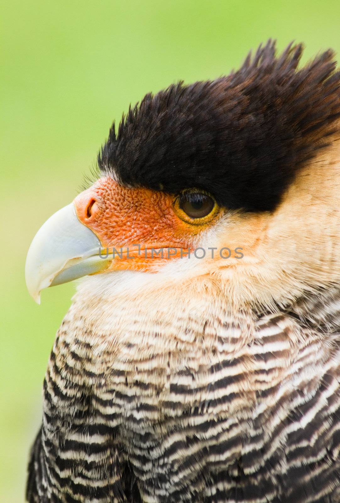 Southern crested Caracara in side angle view